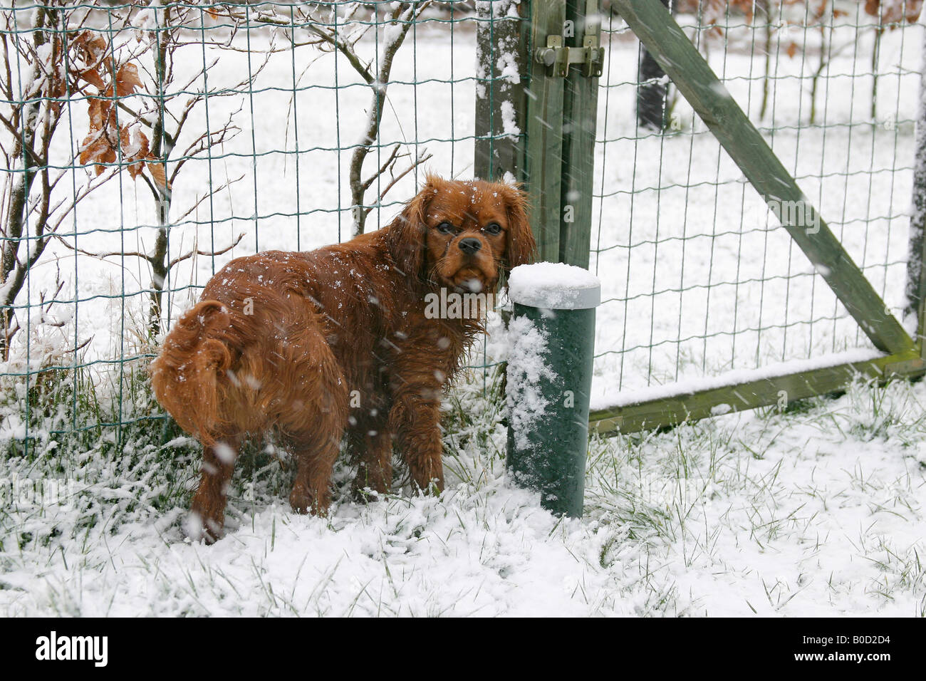 Cavalier King Charles Spaniel ruby 8 mese Foto Stock