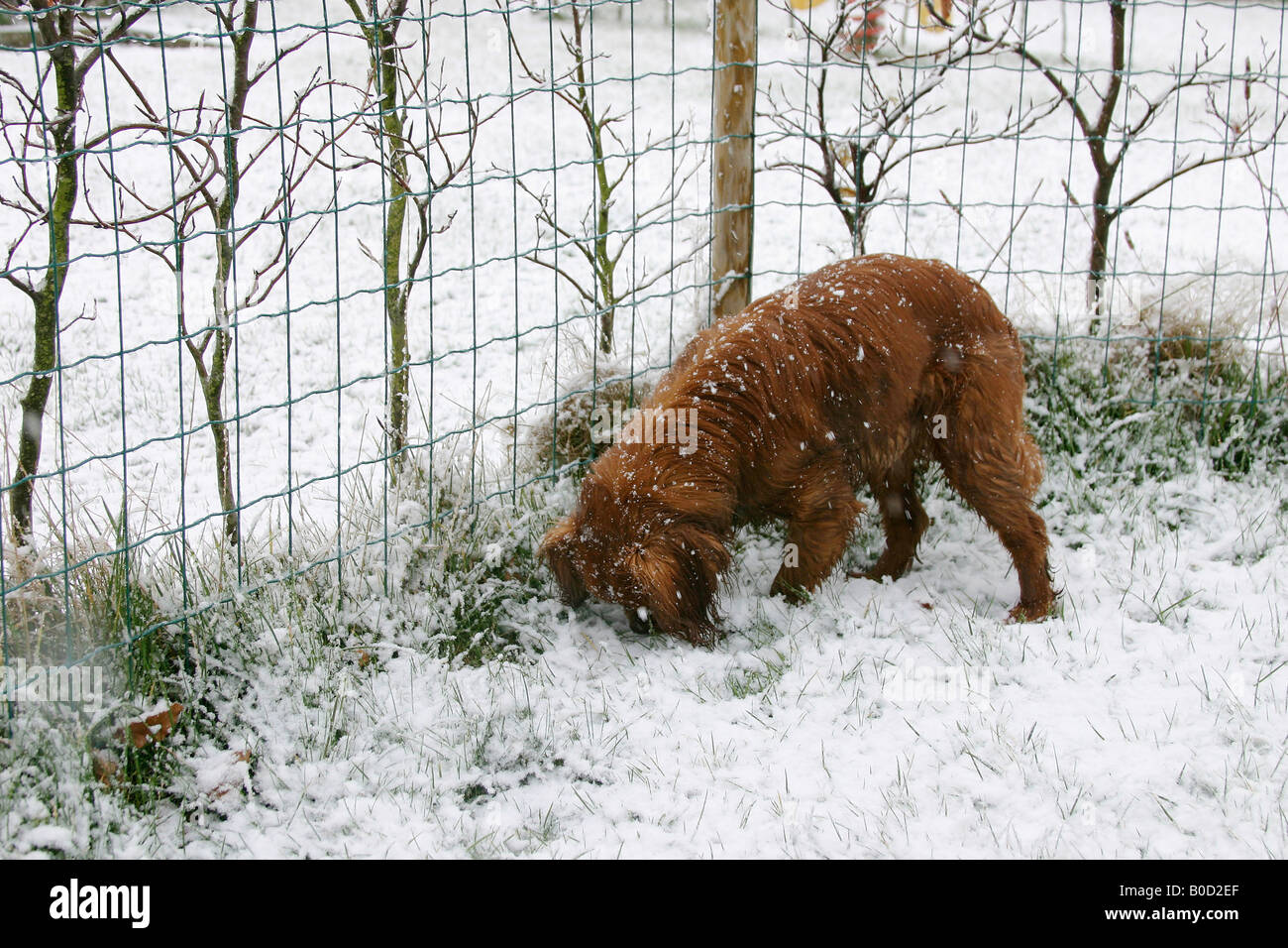 Cavalier King Charles Spaniel ruby 8 mese Foto Stock