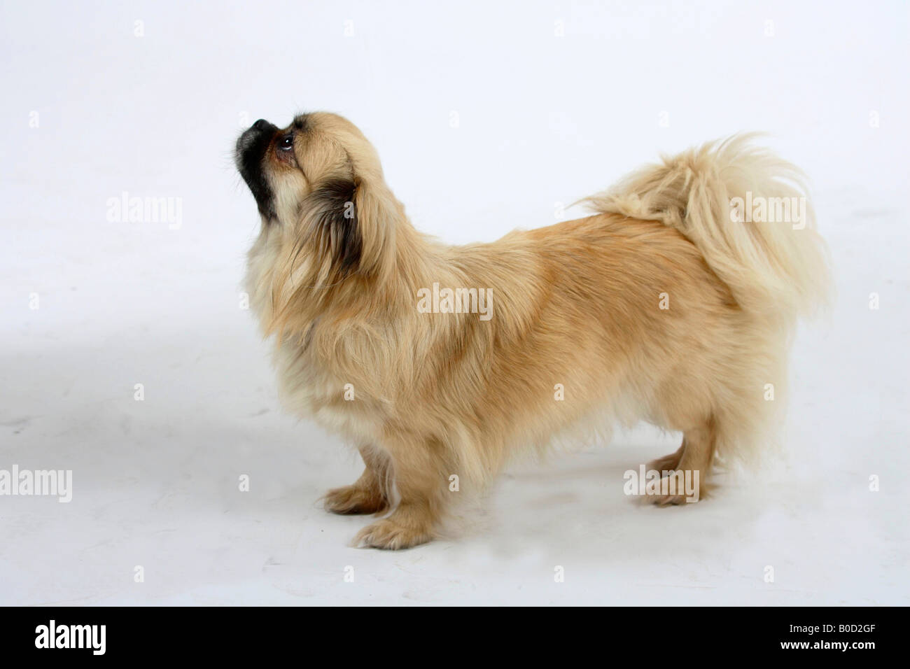 Tibetan Spaniel Foto Stock