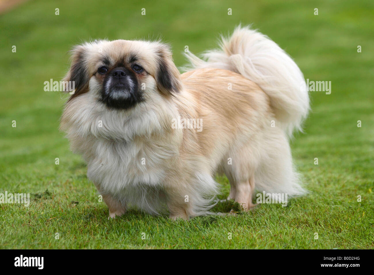 Tibetan Spaniel Foto Stock