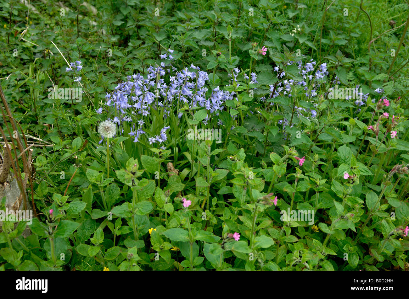 Naturalizzato spagnolo bluebells Hyacinthoides hispanica e ibridi tra Devon flora di bosco Foto Stock