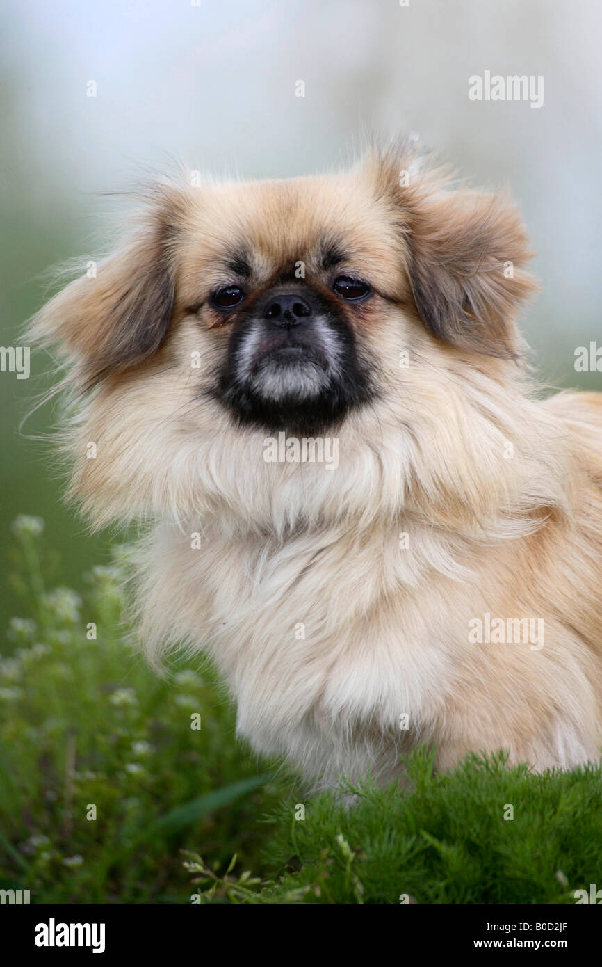 Tibetan Spaniel Foto Stock