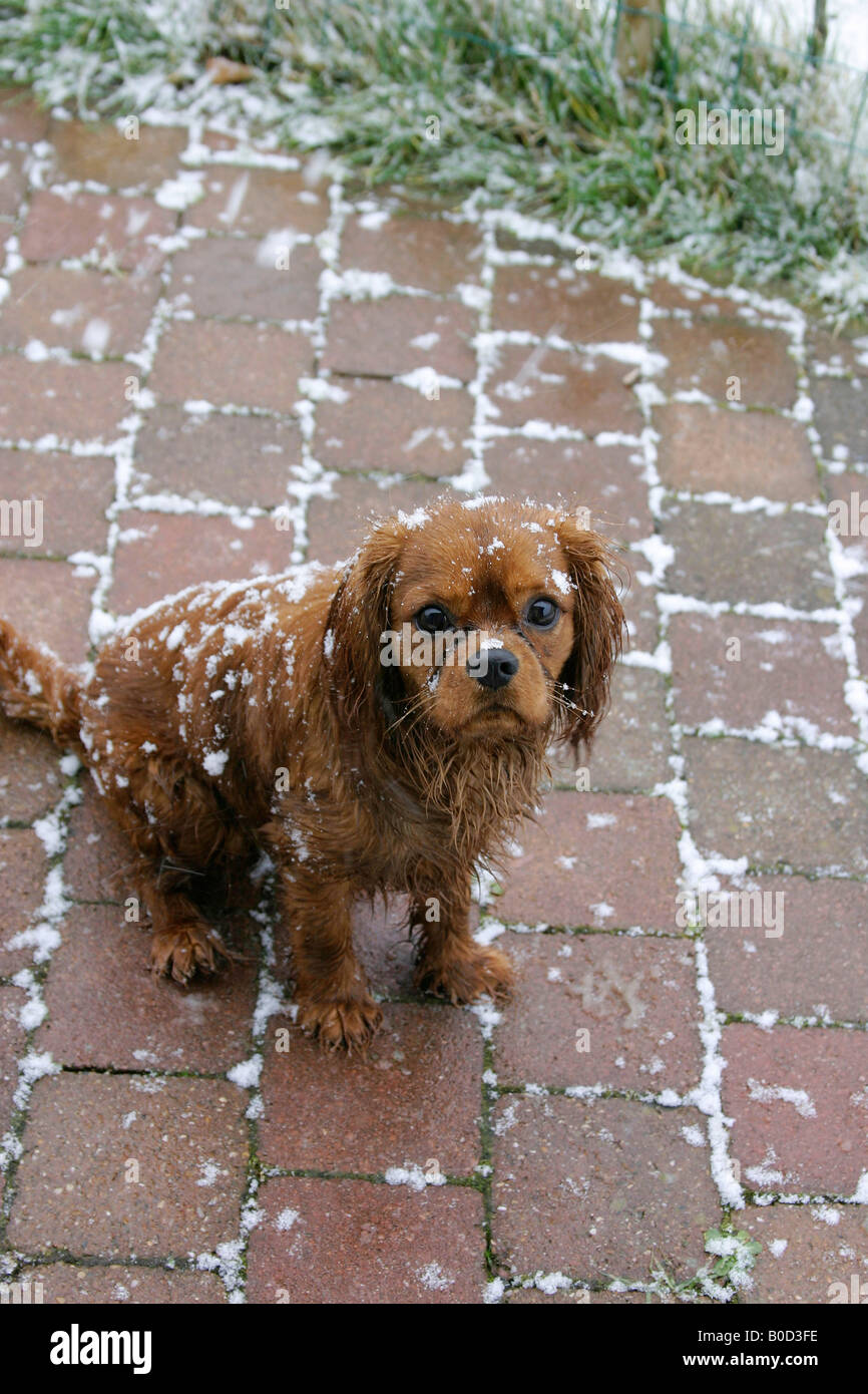 Cavalier King Charles Spaniel ruby 8 mese Foto Stock
