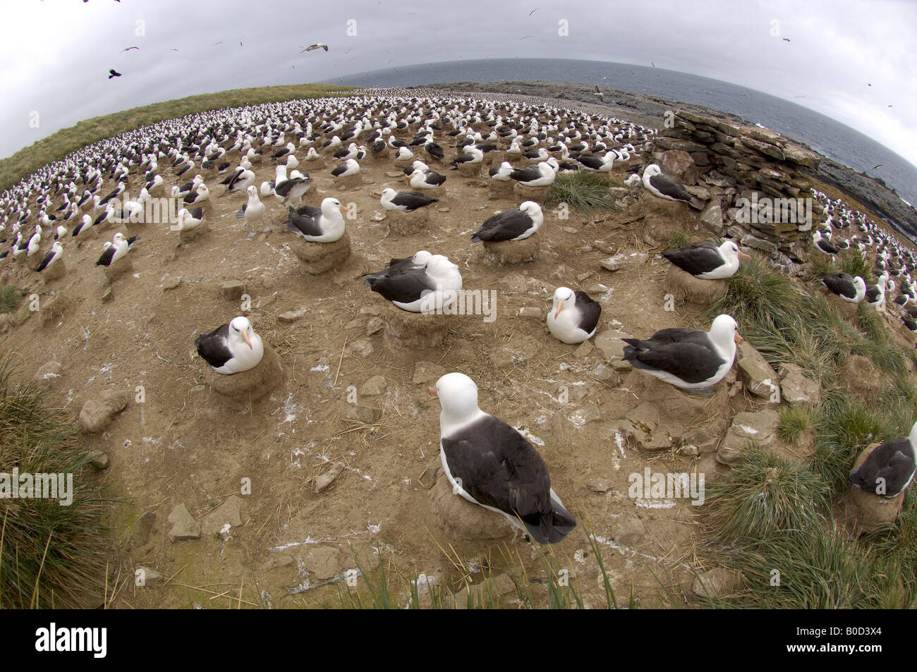 Nero browed Albatross Diomedea melanophoris Isole Falkland vista sulla colonia Steeple Jason Island fish eye lens Foto Stock