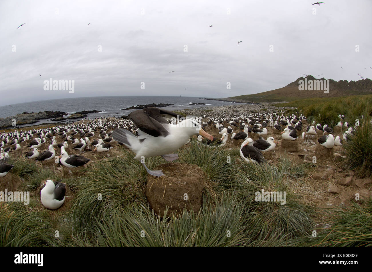 Nero browed Albatross Diomedea melanophoris Isole Falkland vista sulla colonia nidificazione Steeple Jason Island Foto Stock
