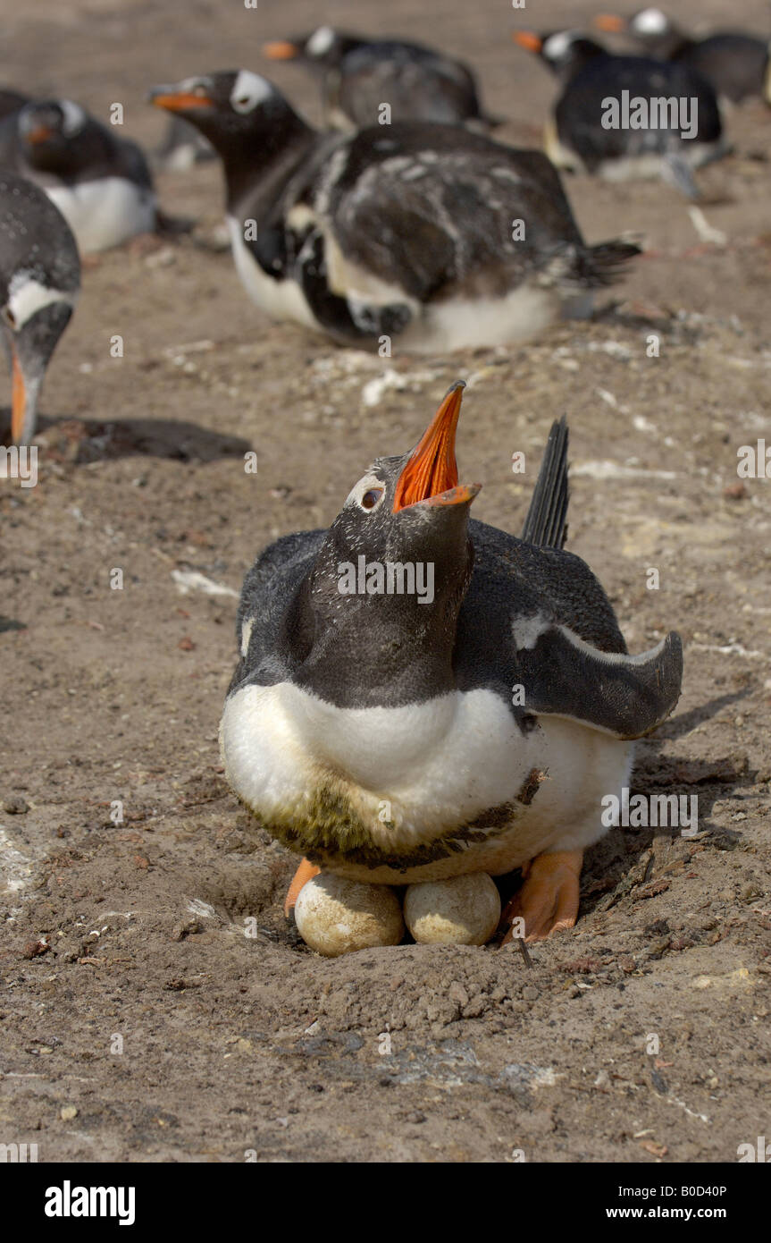 Gentoo Penguin Pygoscelis papua Isole Falkland Sauders isola sat sul nido con due uova chiamando a mate Foto Stock