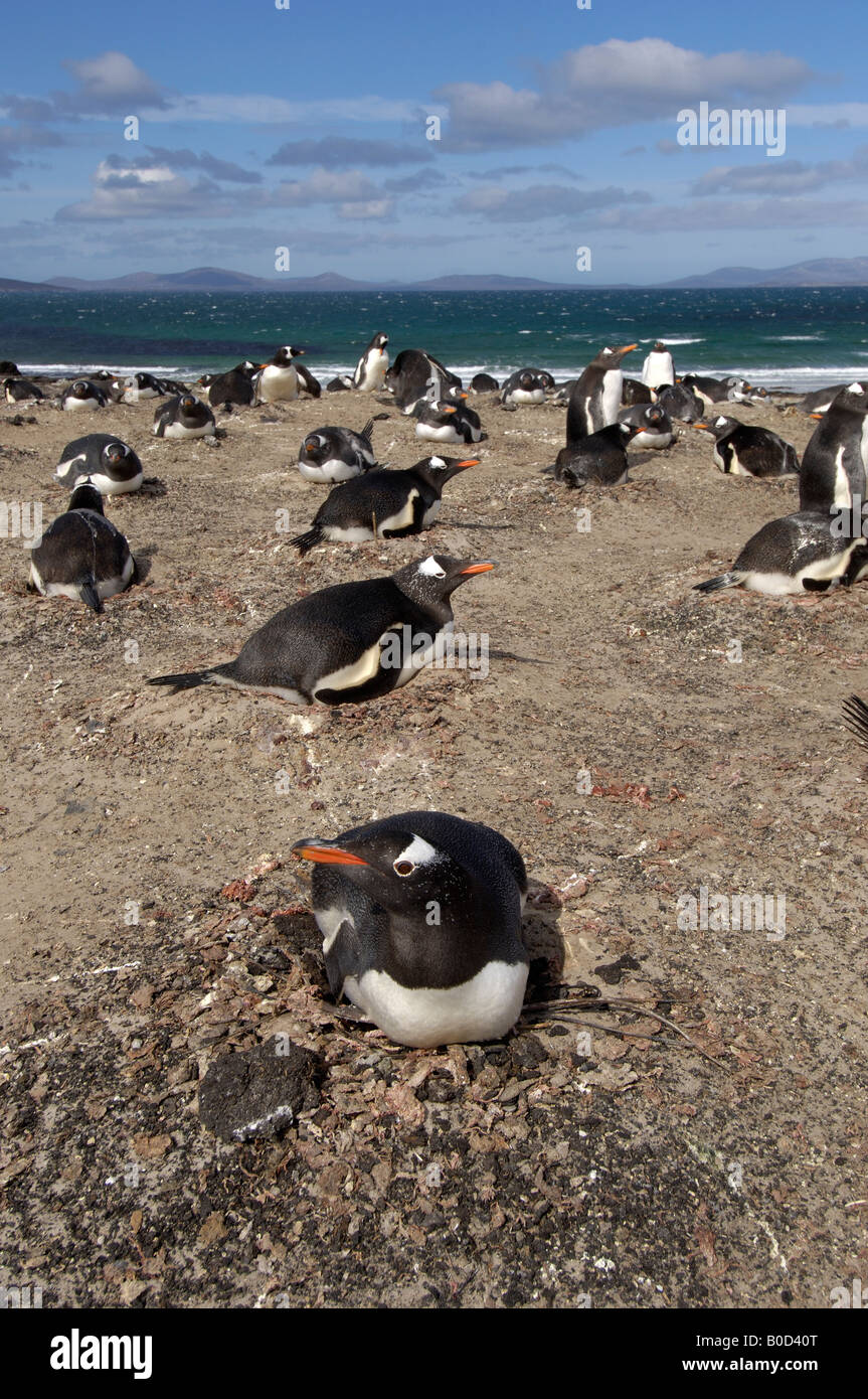 Gentoo Penguin Pygoscelis papua Isole Falkland colonia nidificazione con il mare in background Foto Stock