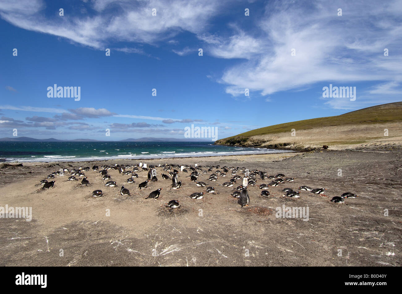Gentoo Penguin Pygoscelis papua Isole Falkland vista sulla colonia nidificazione con il mare in background Foto Stock