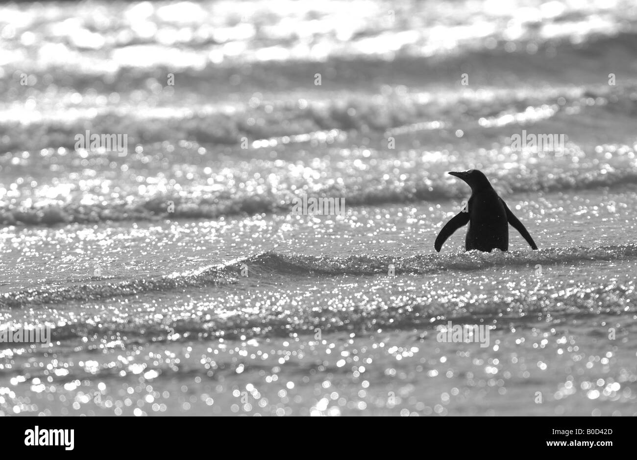 Gentoo Penguin Pygoscelis papua Isole Falkland guadare attraverso le onde del mare immagine in bianco e nero Foto Stock