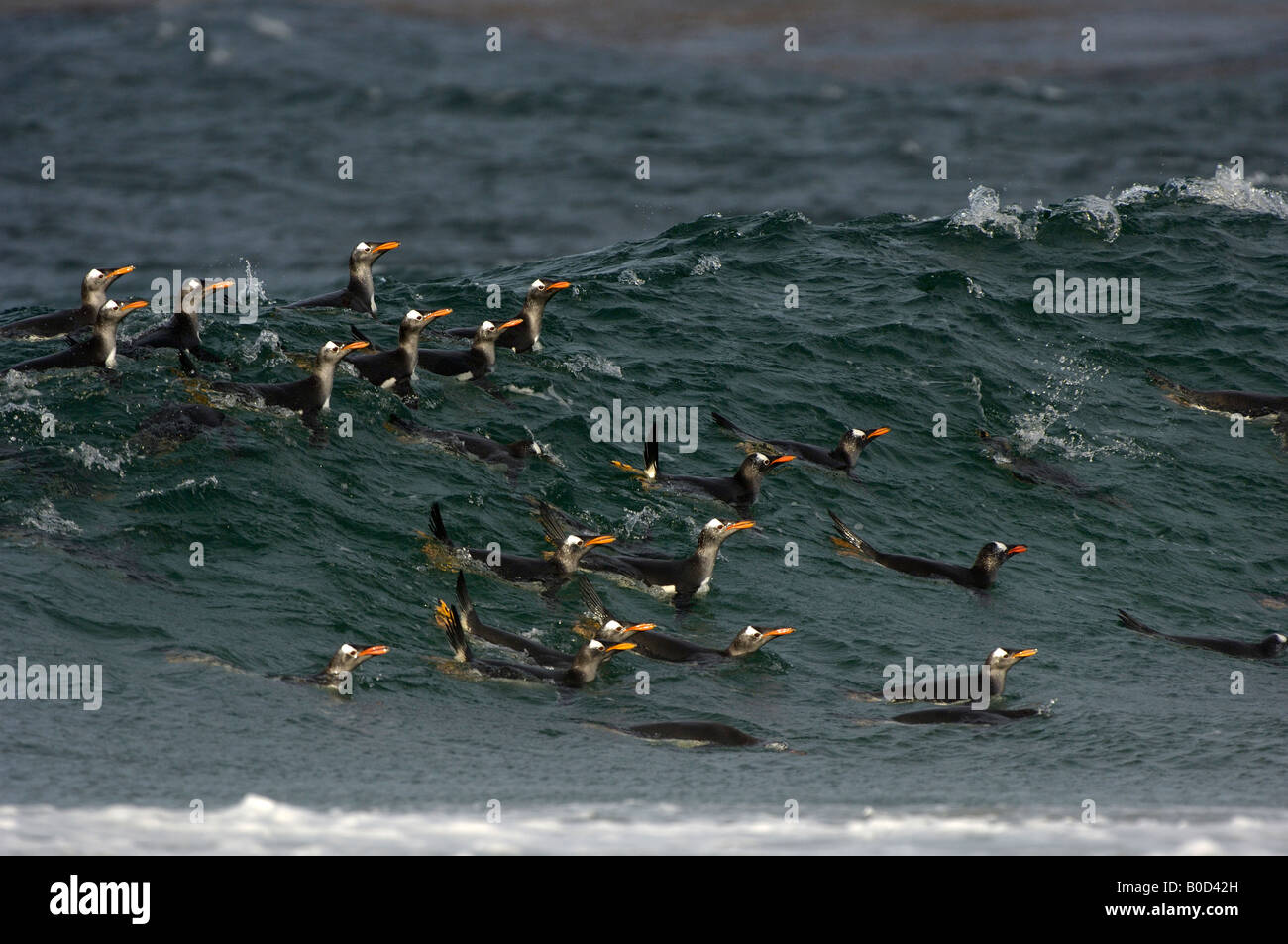 Gentoo Penguin Pygoscelis papua Isole Falkland gruppo nuoto verso la riva Foto Stock