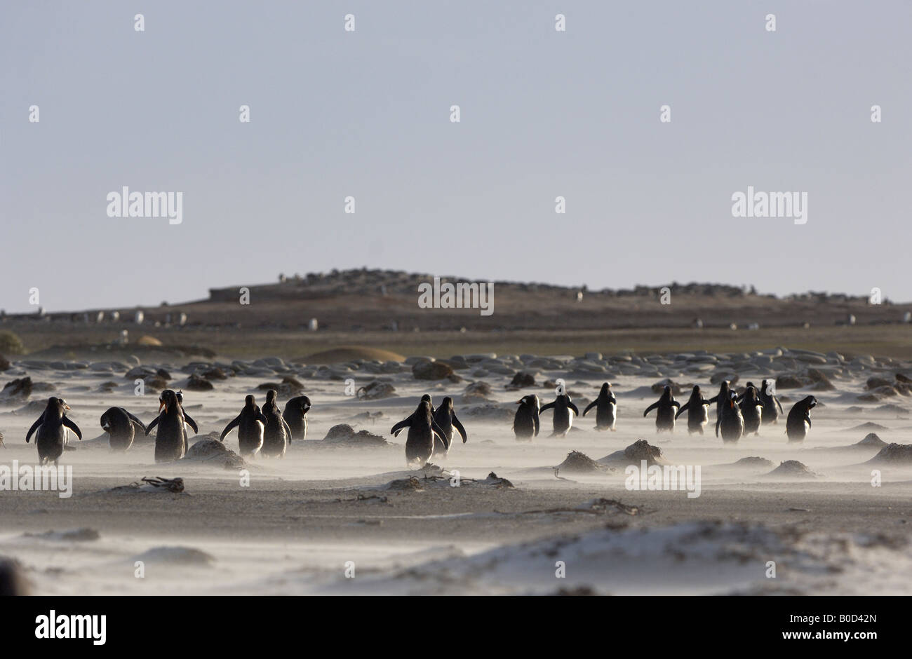 Gentoo Penguin Pygoscelis papua Isole Falkland gruppo risveglio torna a Colonia attraverso la tempesta di sabbia Foto Stock