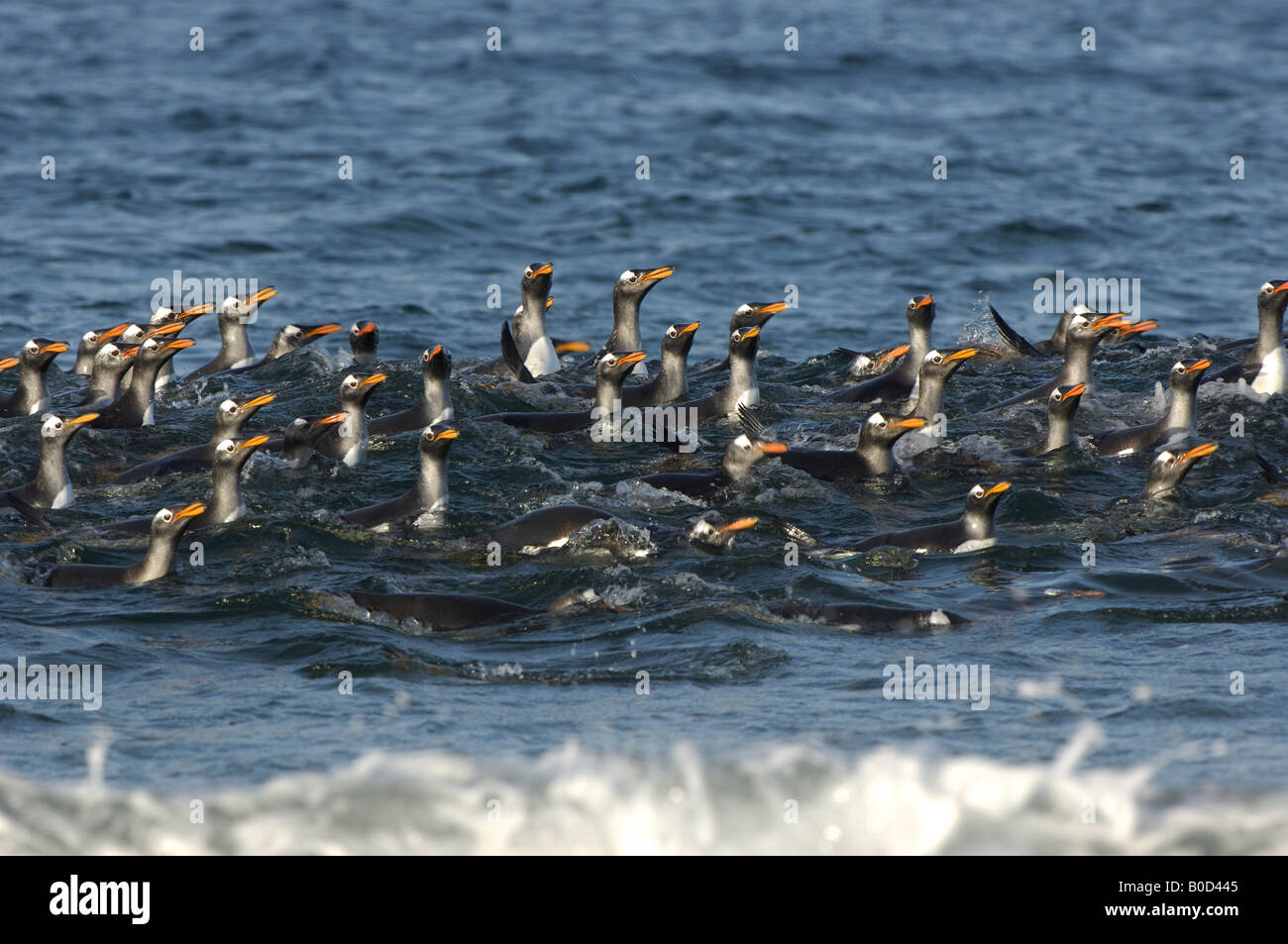 Gentoo Penguin Pygoscelis papua Isole Falkland gruppo raduno in mare appena offshore Foto Stock