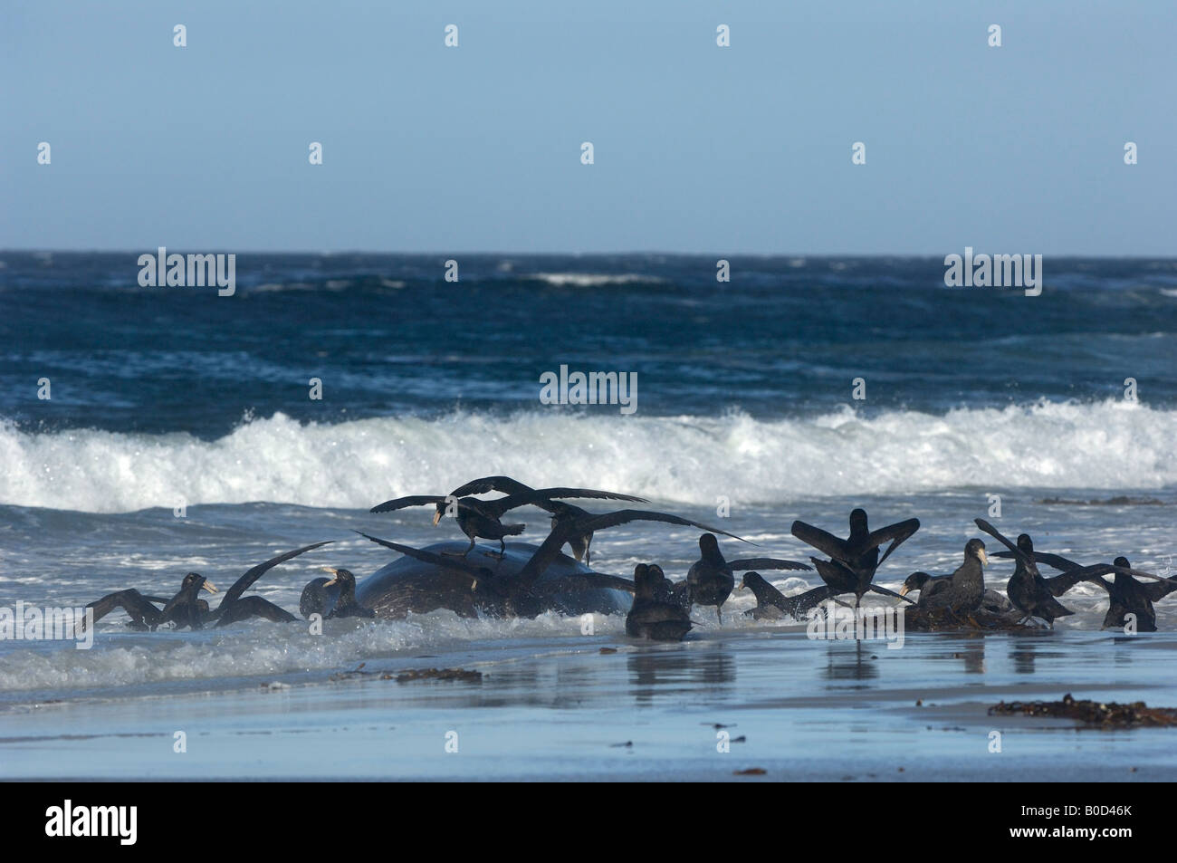 Petrel gigante Macronctes giganteus Sea Lion Island Isole Falkland gruppo alimentazione morto sulla guarnizione di elefante sulla spiaggia Foto Stock