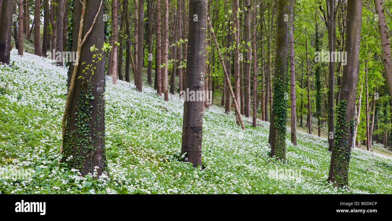 Aglio selvatico (Allium ursinum) cresce in un bosco di Winterbourne Abbas Dorset Inghilterra Foto Stock