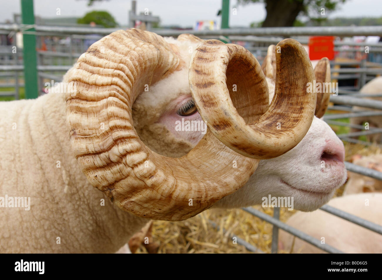 Ram con corna di ricci Foto Stock