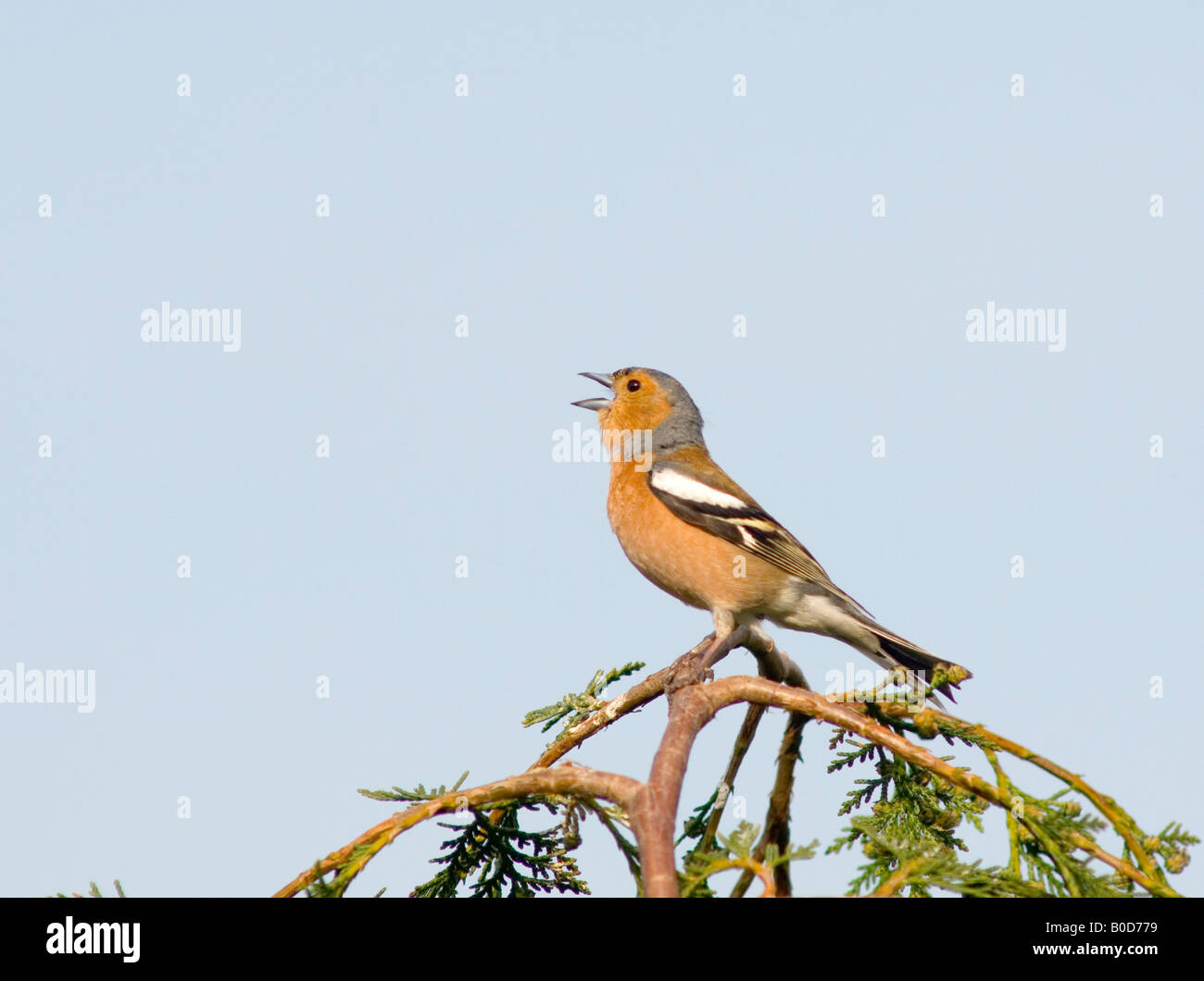 Maschio di fringuello cantando (Fringilla coelebs) nel Regno Unito Foto Stock