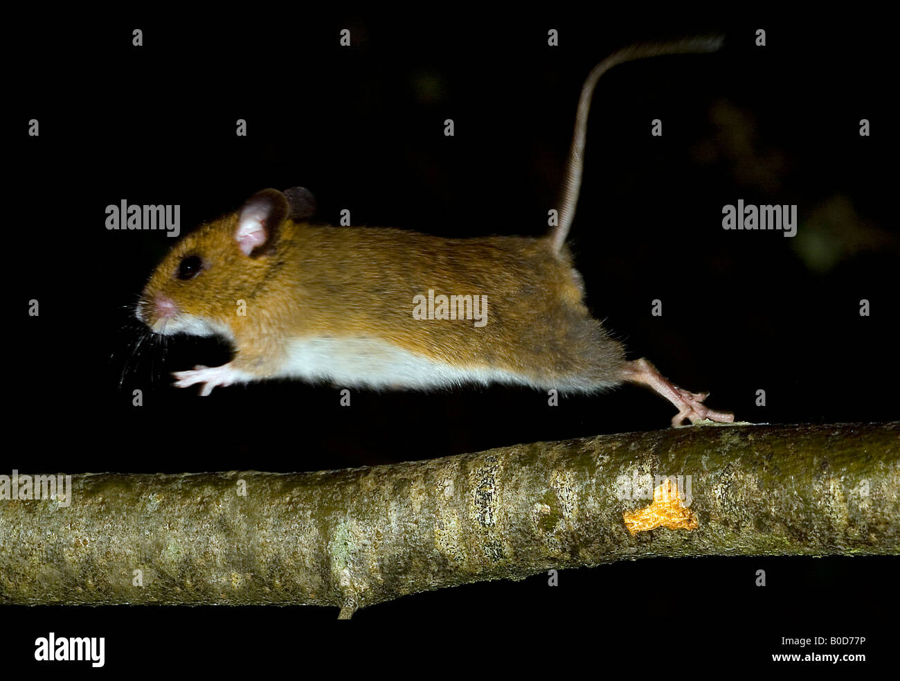 Apodemus sylvaticus Foto Stock