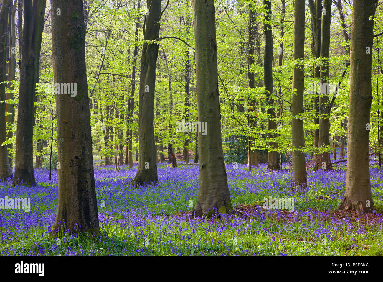 Bluebell woodlands in legno Micheldever Hampshire Inghilterra Foto Stock