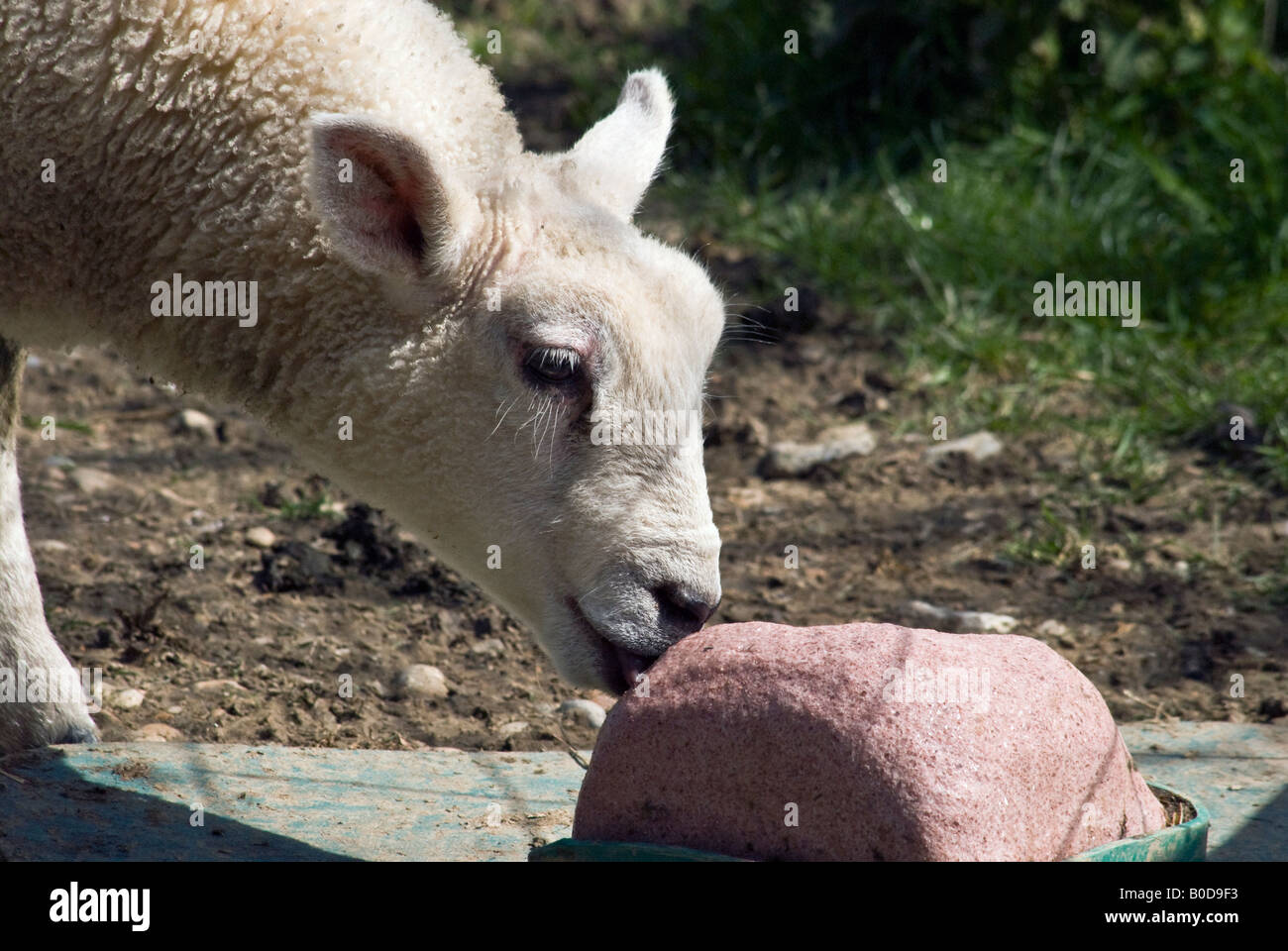 Agnello leccare il sale blocco Torta di bestiame Foto Stock