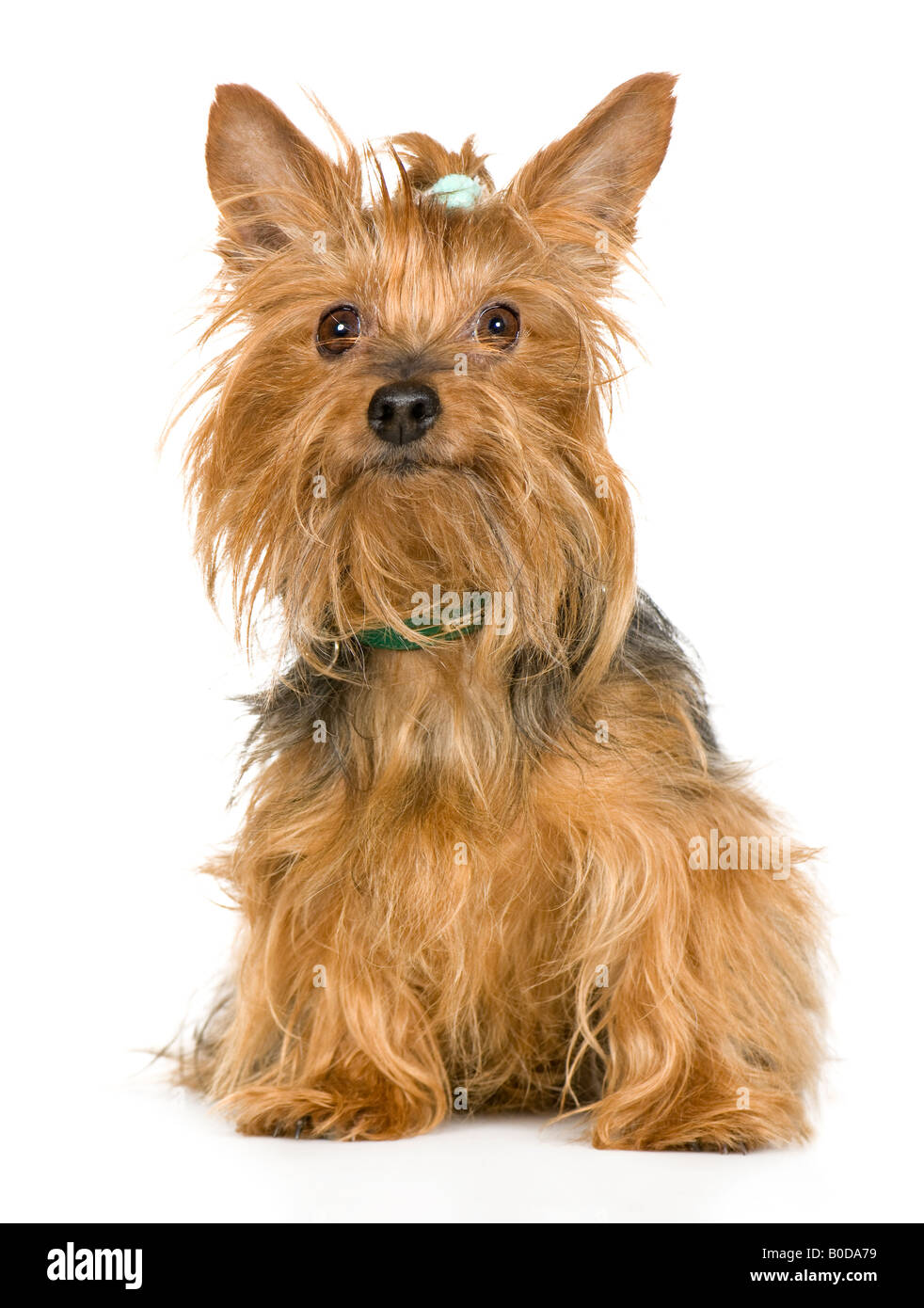 Yorkshire Terrier 8 anni davanti a uno sfondo bianco Foto Stock