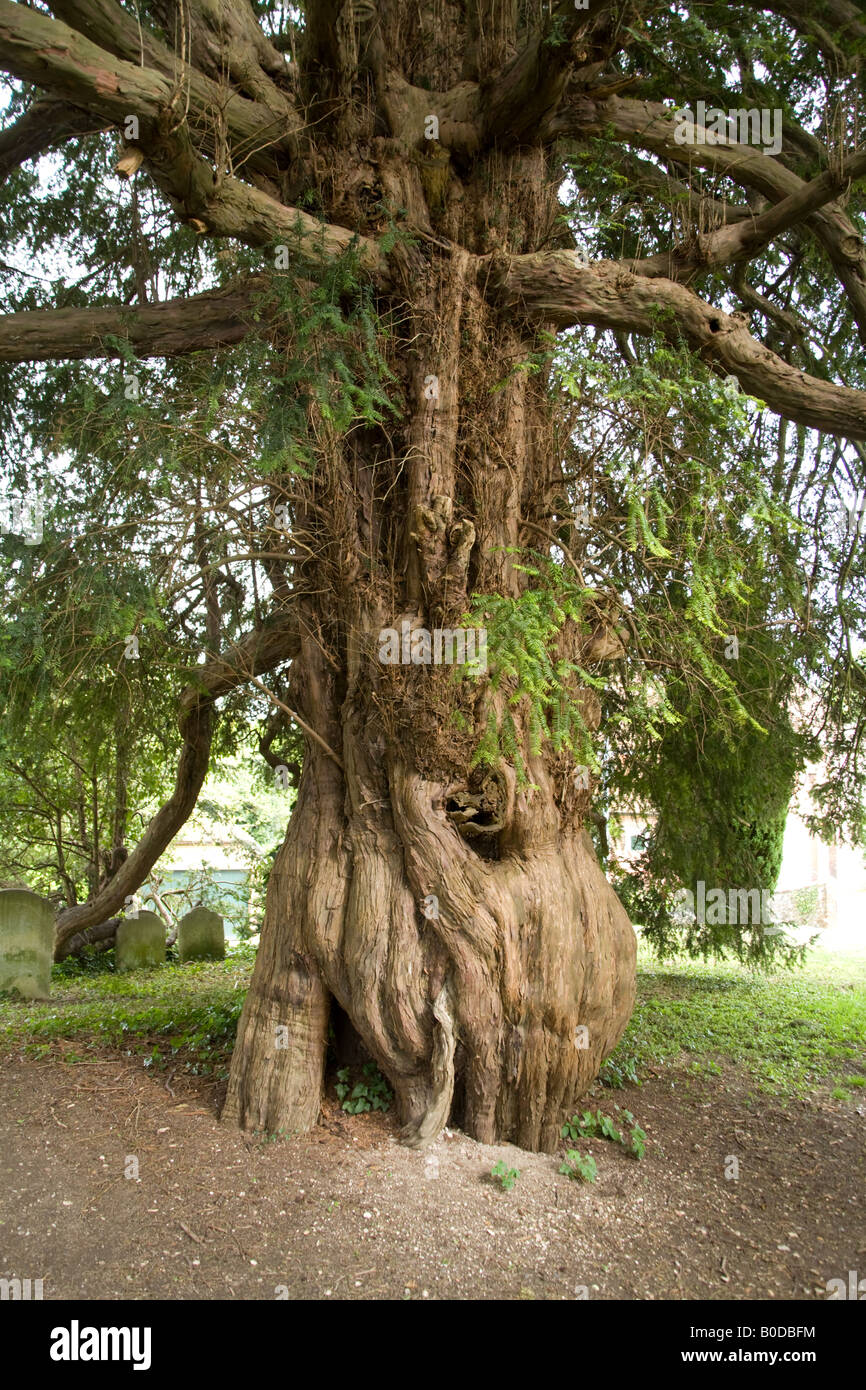 Antico albero di Yew Corhampton Chiesa Sassone Hampshire Inghilterra Foto Stock