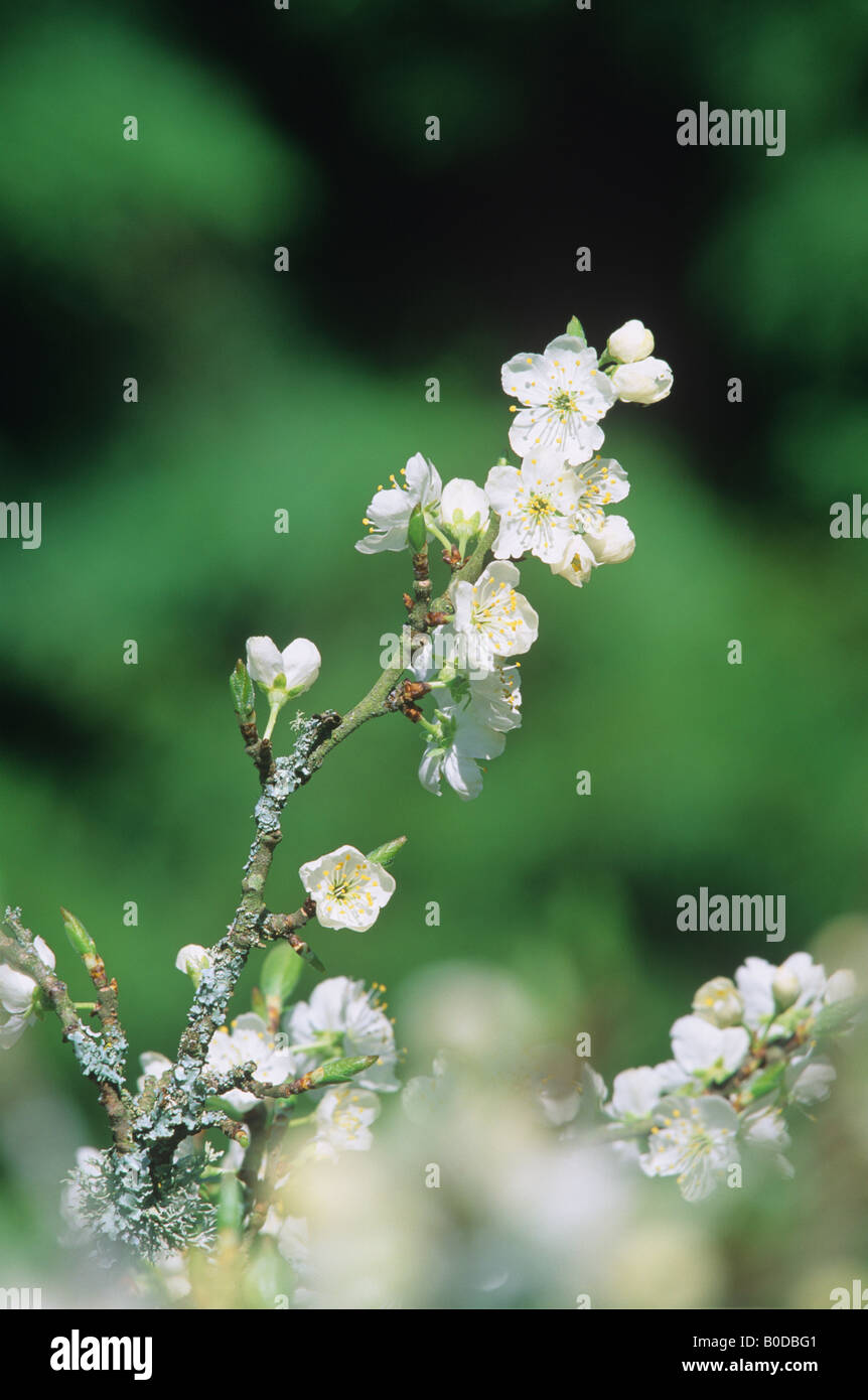 Apple Blossom (Malus sylvestris) Foto Stock
