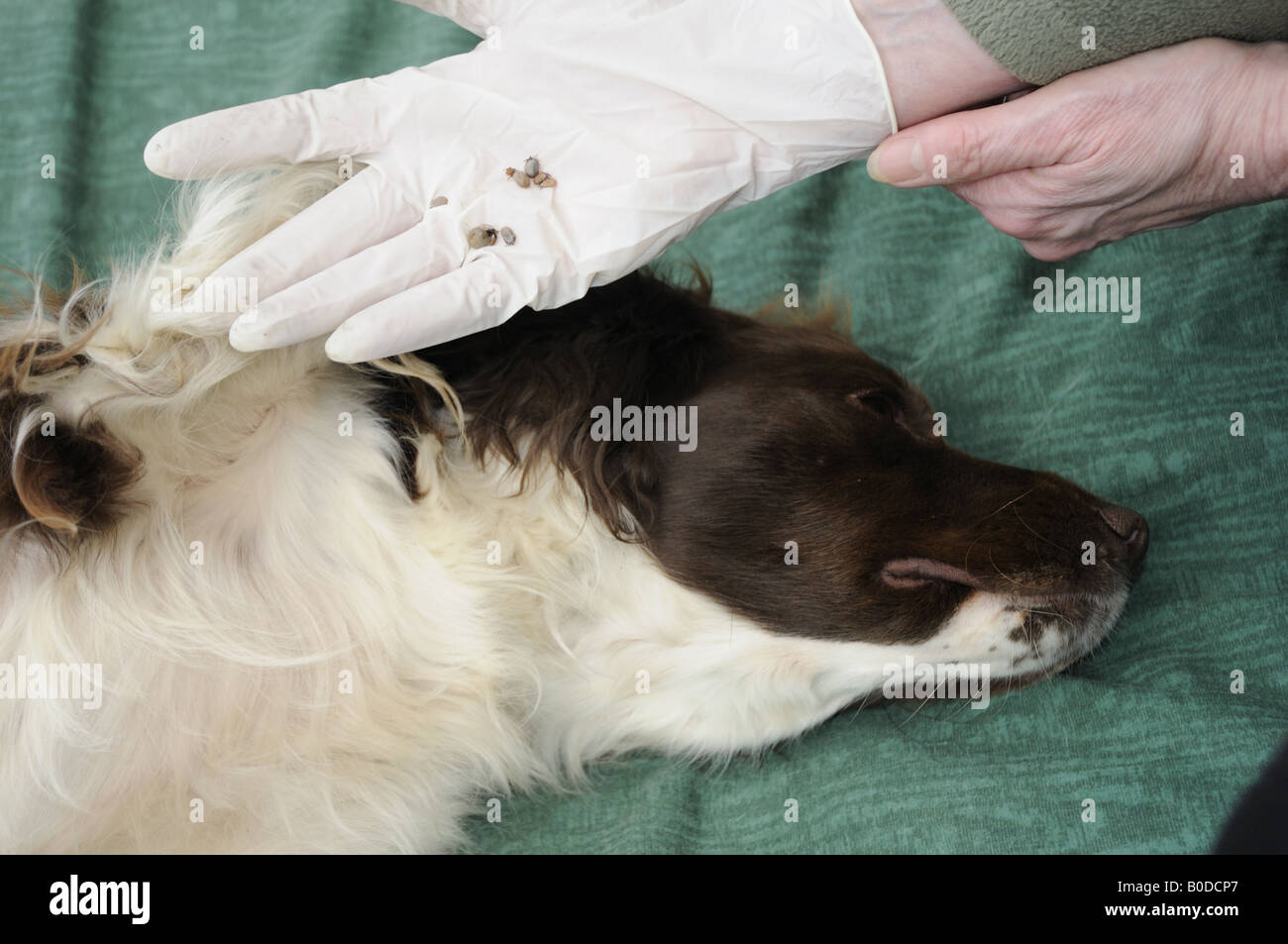 Dieci zecche rimossi da un cane come facce del Regno Unito piaga di tick Foto Stock