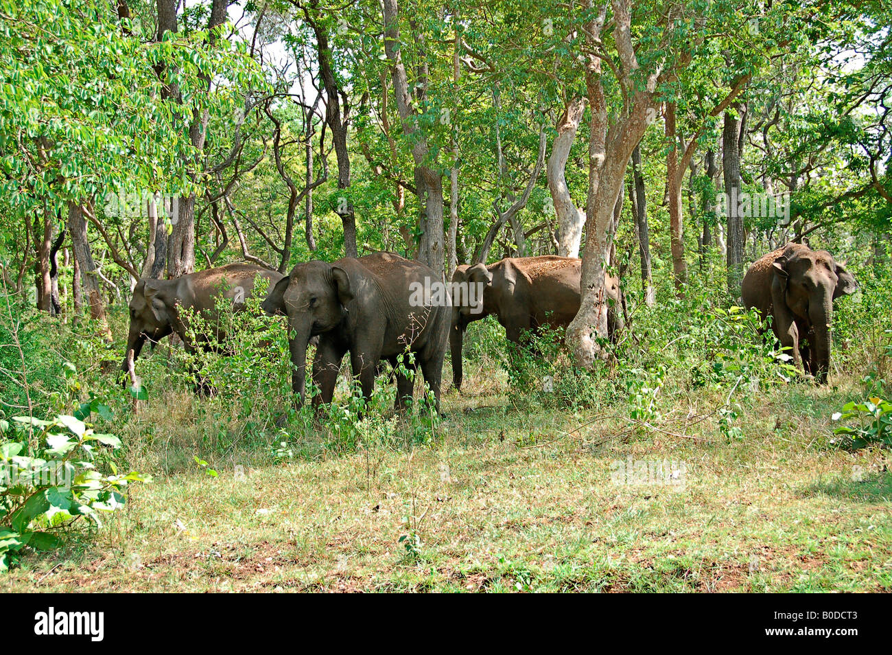 Mudumalai. Un branco di elefanti selvatici in cerca di nuovi pascoli. Foto Stock