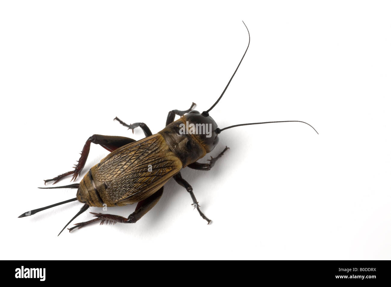 Un campo femminile cricket (Gryllus campestris) fotografato in studio. Femelle de grillon champêtre photographiée en studio. Foto Stock