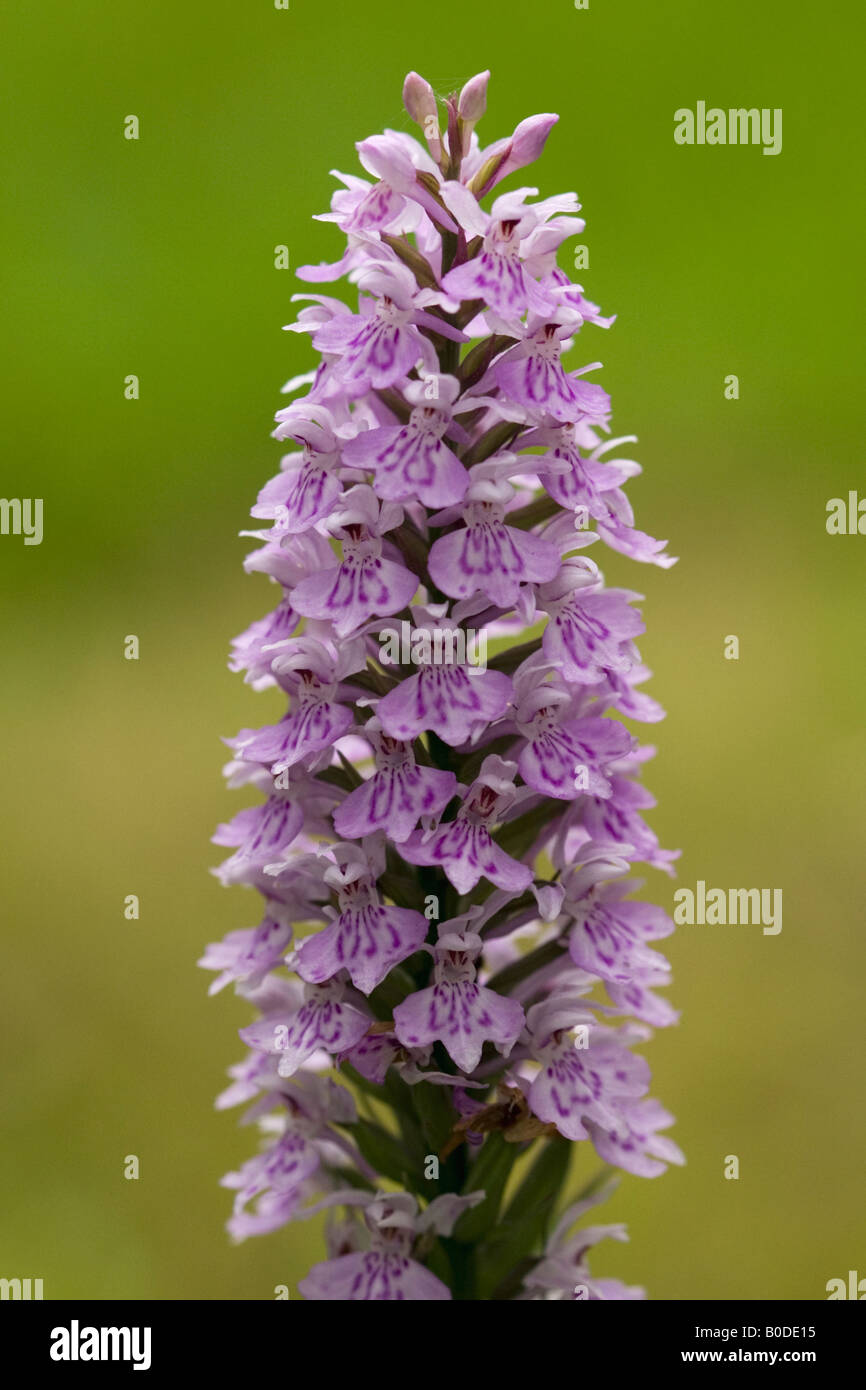 Comune di orchidea chiazzato o, per dare ad esso il nome latino di Dactylorhiza fuchsii. Un unico fiore isolato. Foto Stock