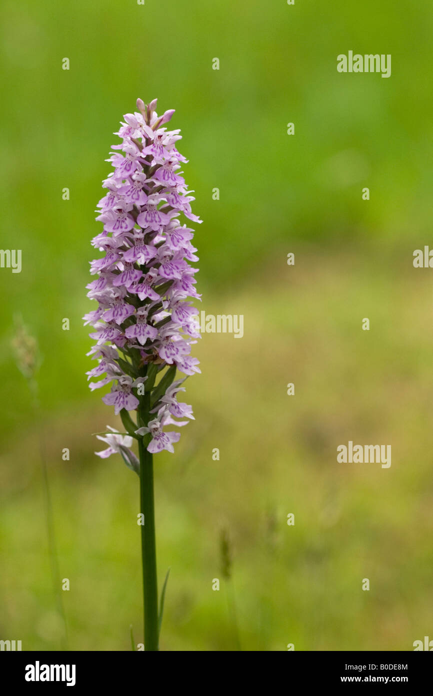 Comune di orchidea chiazzato o, per dare ad esso il nome latino di Dactylorhiza fuchsii. Un unico fiore isolato. Foto Stock