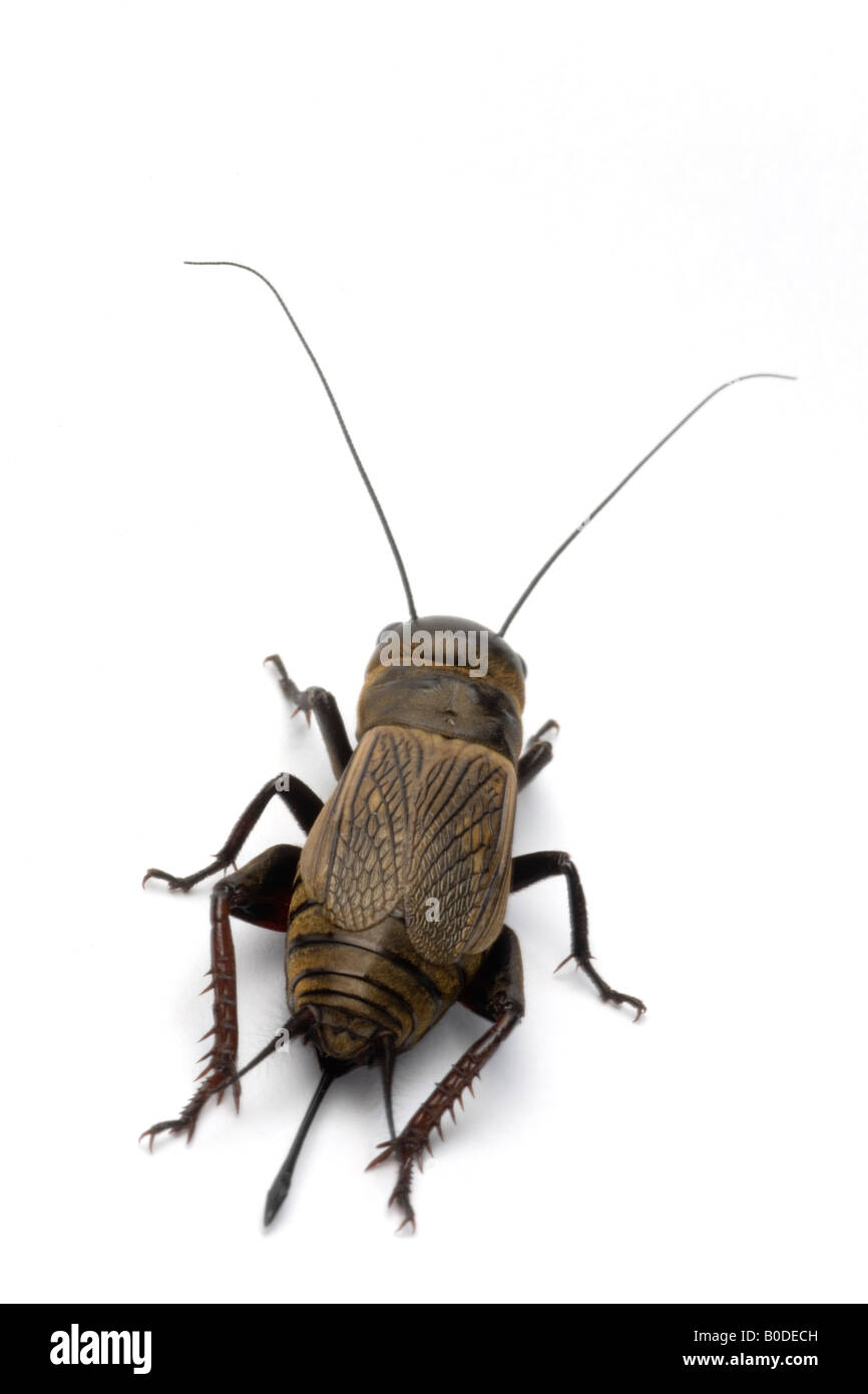 Un campo femminile cricket (Gryllus campestris) fotografato in studio. Femelle de grillon champêtre photographiée en studio. Foto Stock