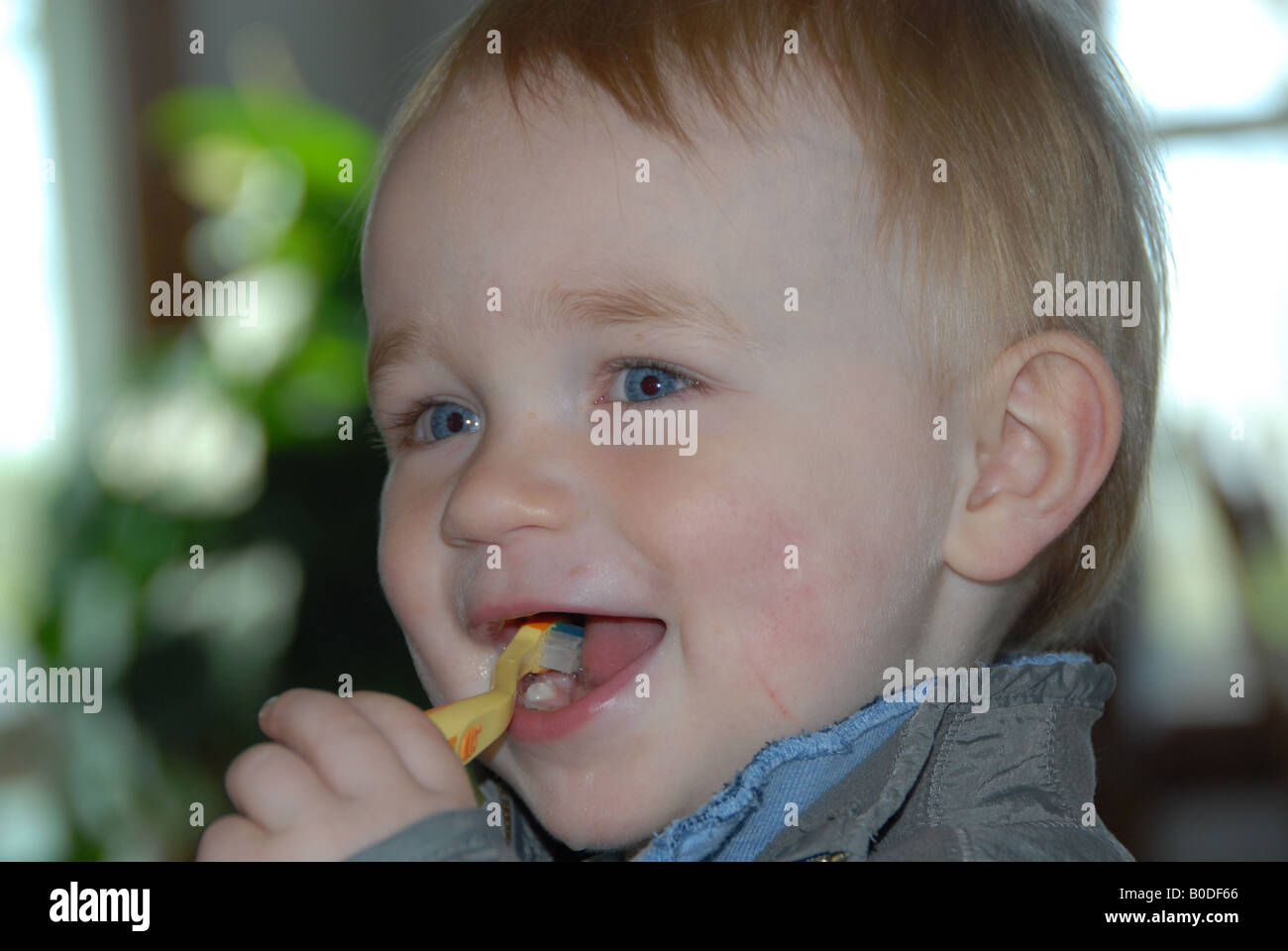 Un bimbo piccolo ragazzo spazzole i suoi denti con un età di spazzolino da denti appropriati. Foto Stock