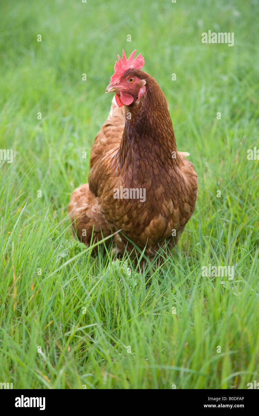 Freerange polli biologici Hampshire Inghilterra Foto Stock