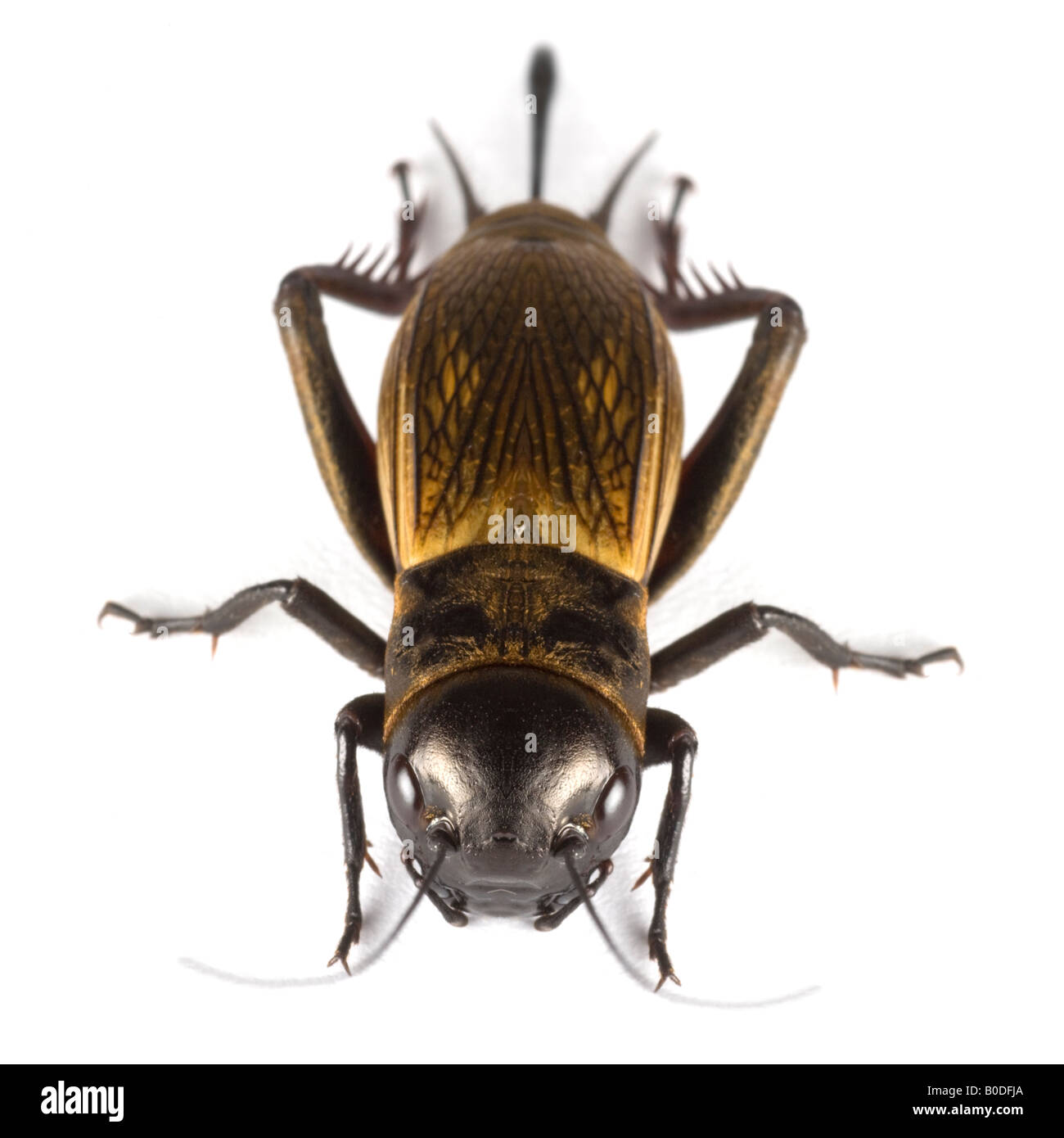 Un campo femminile cricket (Gryllus campestris) fotografato in studio. Femelle de grillon champêtre photographiée en studio. Foto Stock