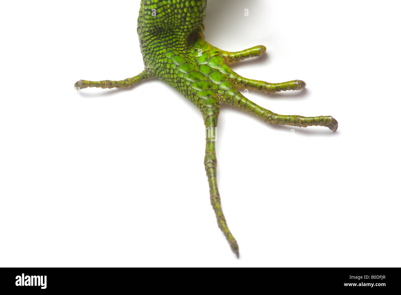 Il hindleg di un maschio ramarro (Lacerta viridis bilineata). Patte arrière d'onu lézard vert mâle (Lacerta viridis bilineata). Foto Stock