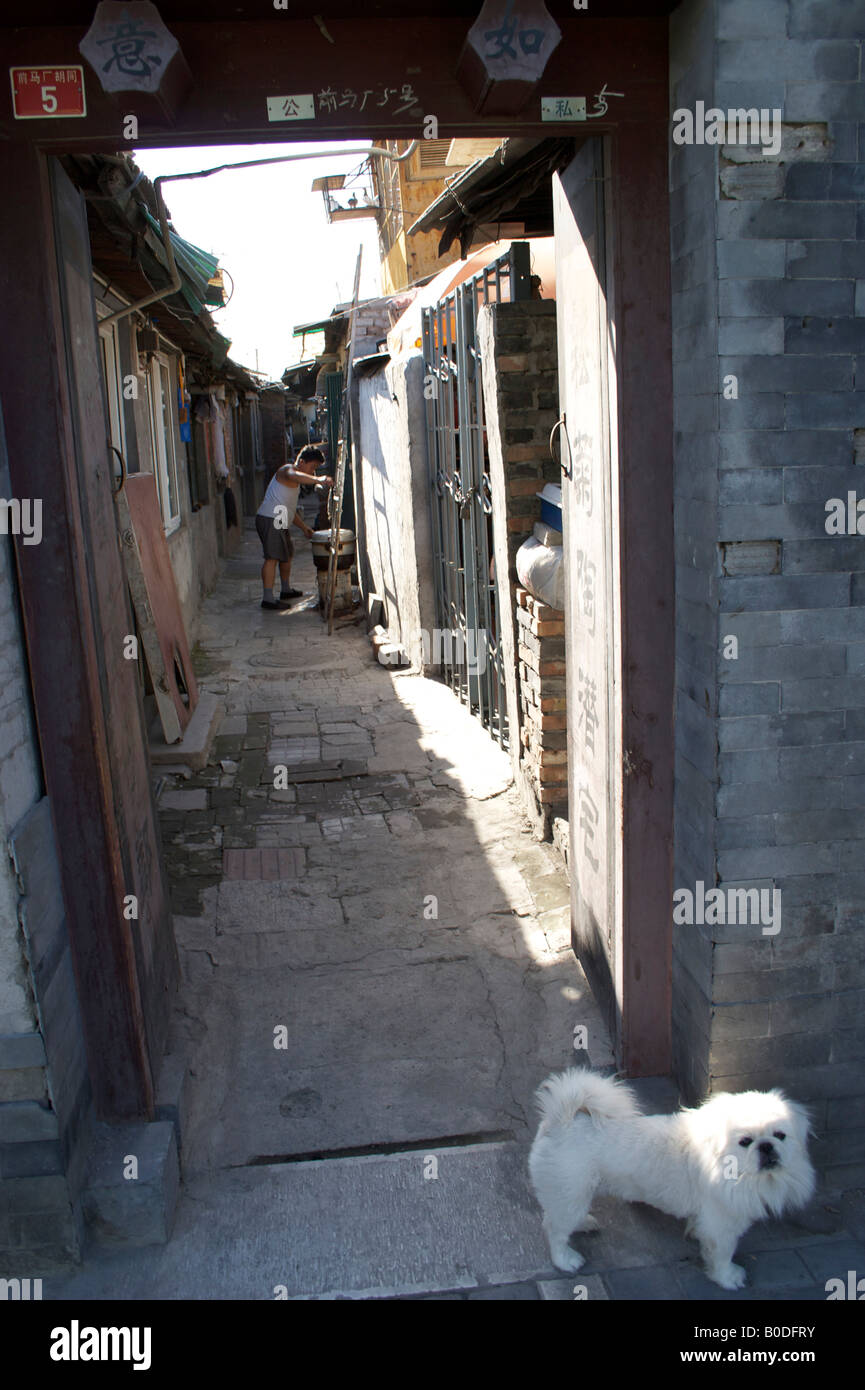 Un cane Pekingese all'entrata di un hutong di Pechino CINA Foto Stock