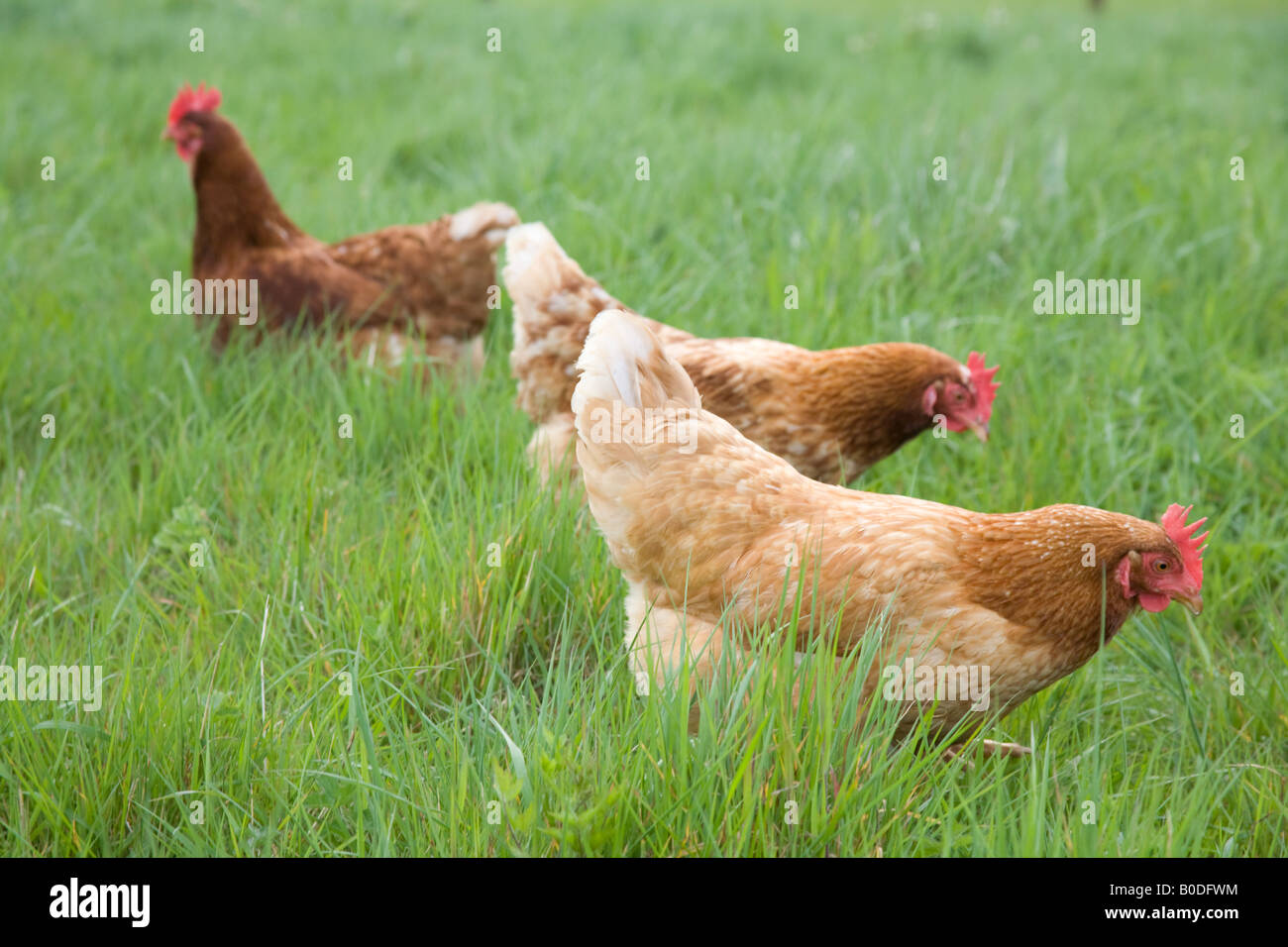 Brown free range polli biologici Hampshire Inghilterra Foto Stock