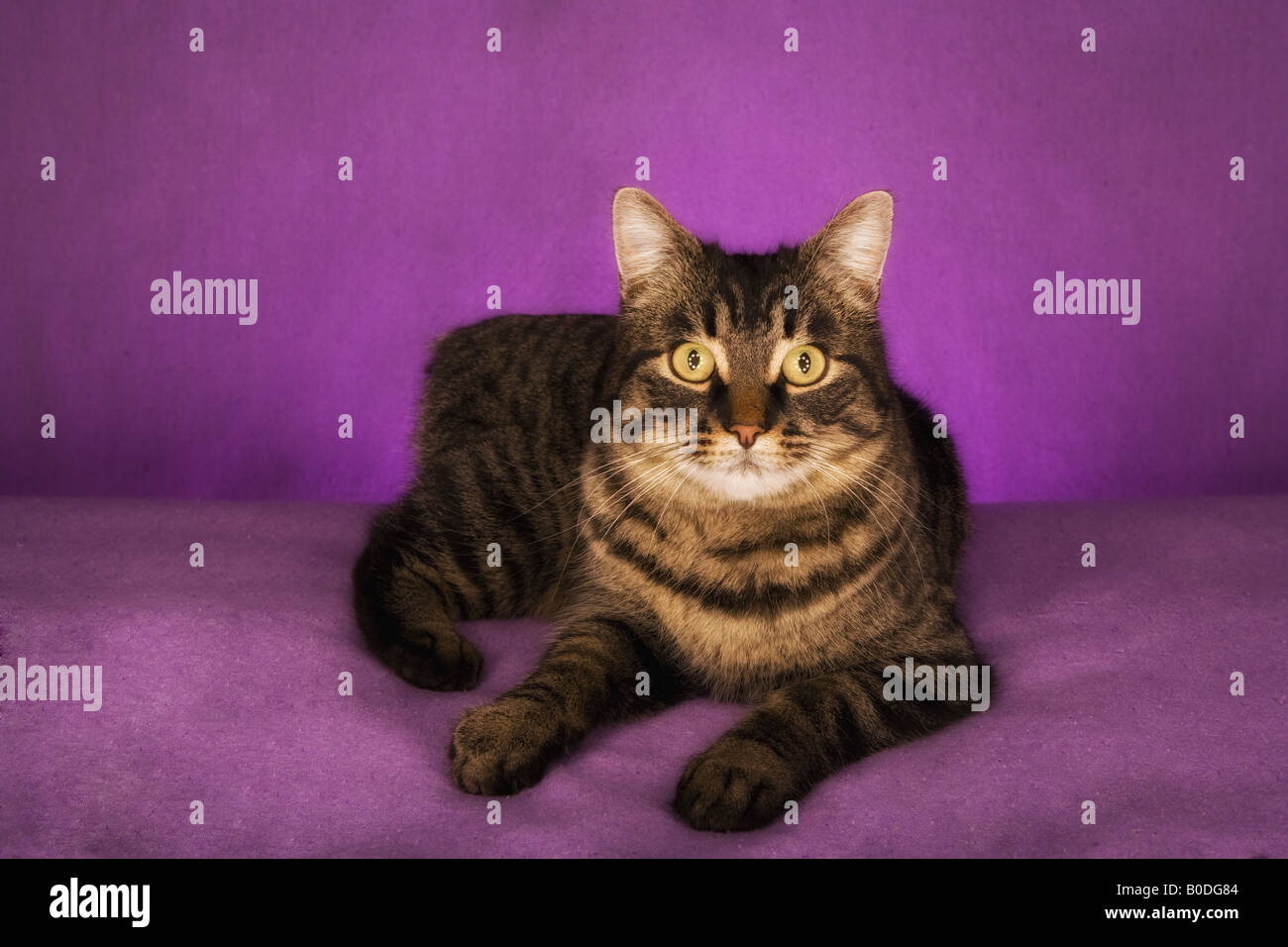 Manx Tabby Cat su viola Foto Stock