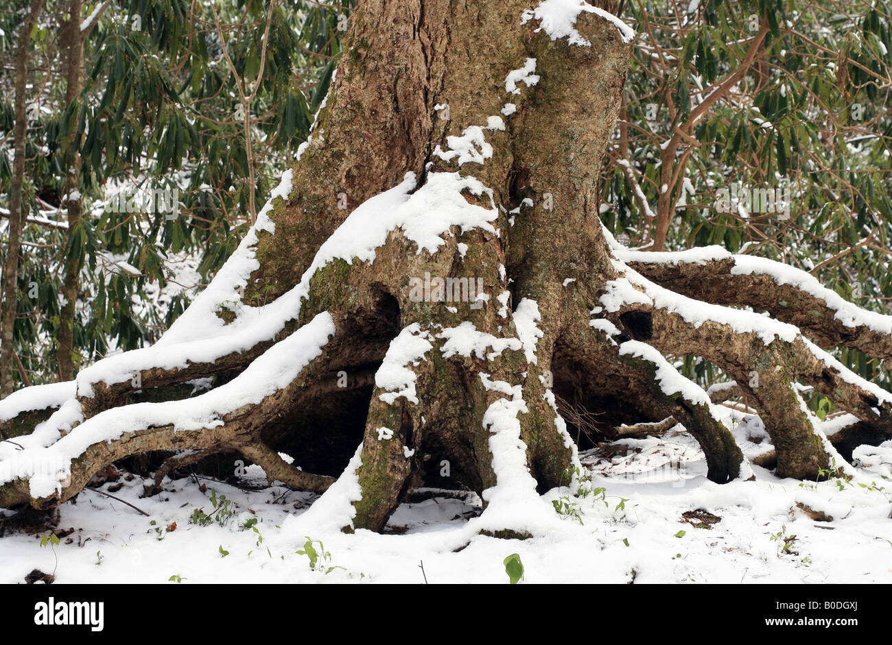 La molla la caduta di neve in Great Smoky Mountains MNationsl Park Foto Stock
