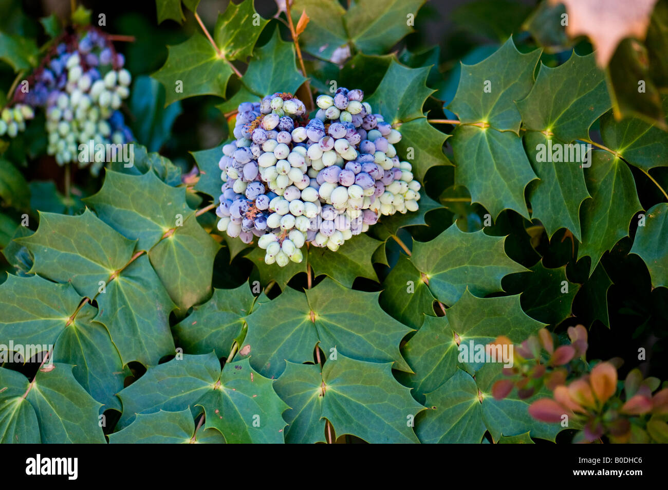 Una varietà di uva di Oregon arbusto, Mahonia aquifolium. Un arbusto ornamentali che fornisce la bellezza e le bacche che gli uccelli mangiano. Oklahoma, Stati Uniti d'America. Foto Stock