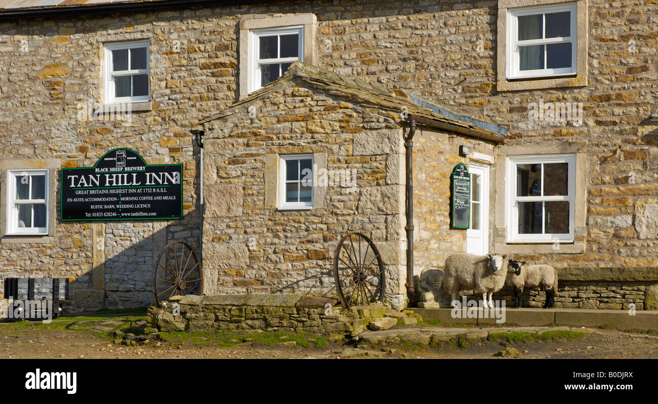 Accodamento di pecora fino alla porta di Tan Hill Inn: a 1.732 metri sopra il livello del mare, il pub più alto in Gran Bretagna. Swaledale, Yorkshire Regno Unito Foto Stock Accodamento di pecora fino alla porta di Tan Hill Inn: a 1.732 metri sopra il livello del mare, il pub più alto in Gran Bretagna. Swaledale, Yorkshire Regno Unito Foto Stock