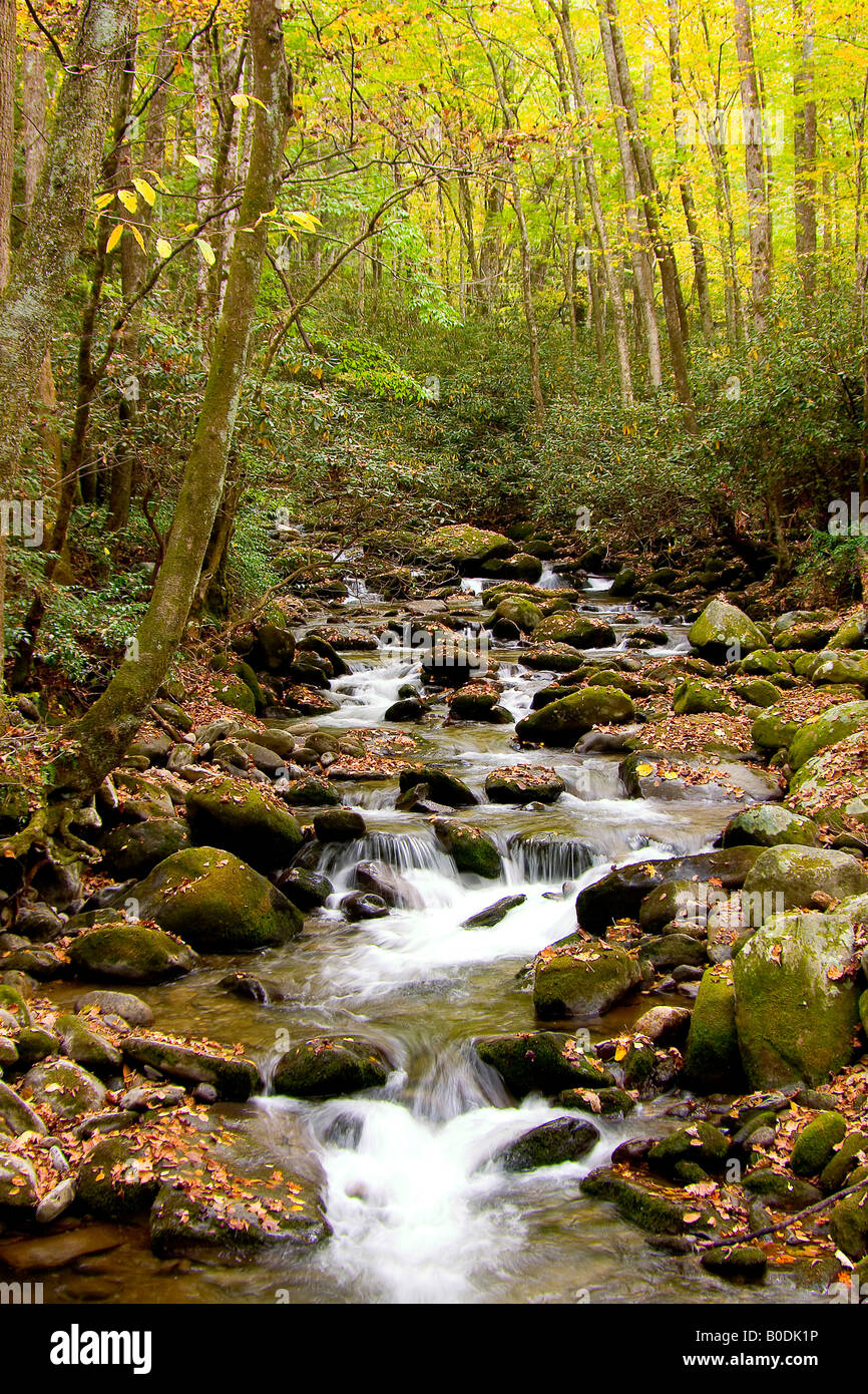 Flusso di caduta ruggente forche Sentiero Natura di Great Smoky Mountains Foto Stock