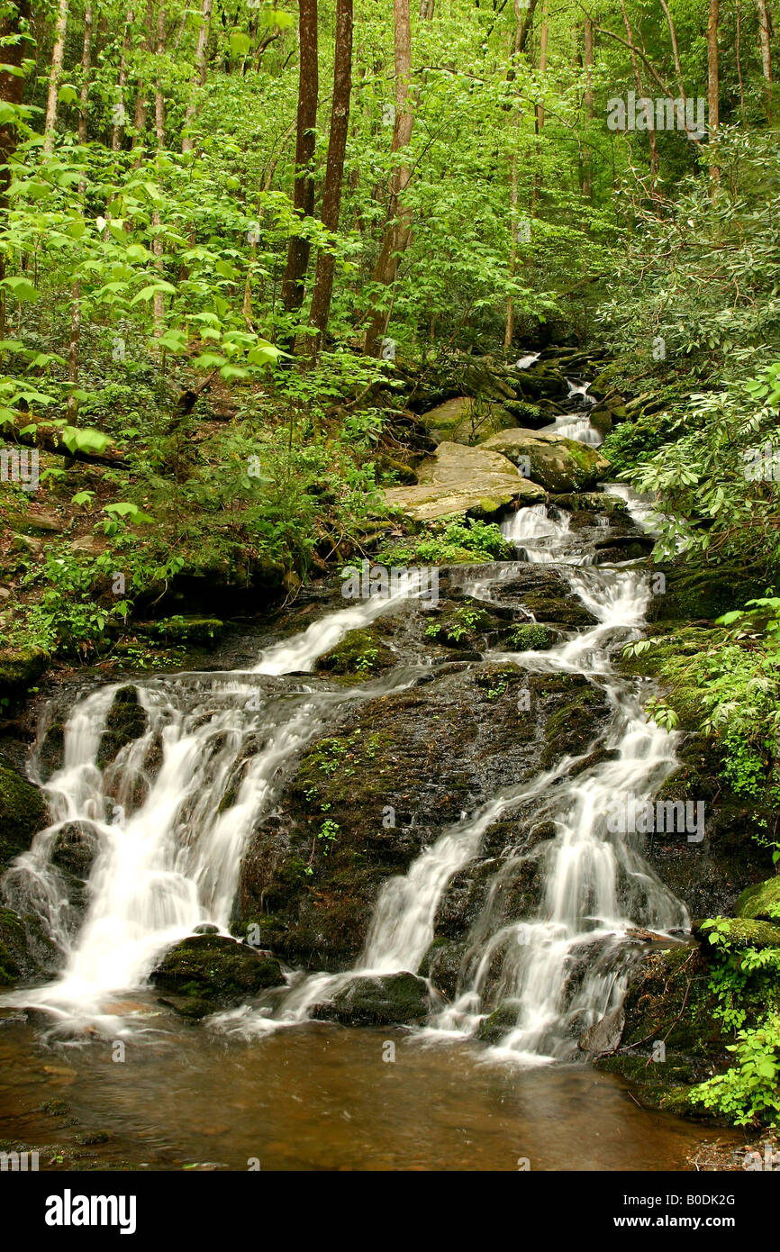 L'acqua che scorre sulle rocce in primavera di Great Smoky Mountains Foto Stock