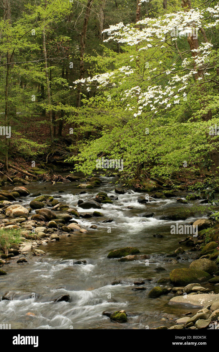 Molla con flusso di Sanguinello fiorisce nel parco nazionale di Great Smoky Mountains Foto Stock