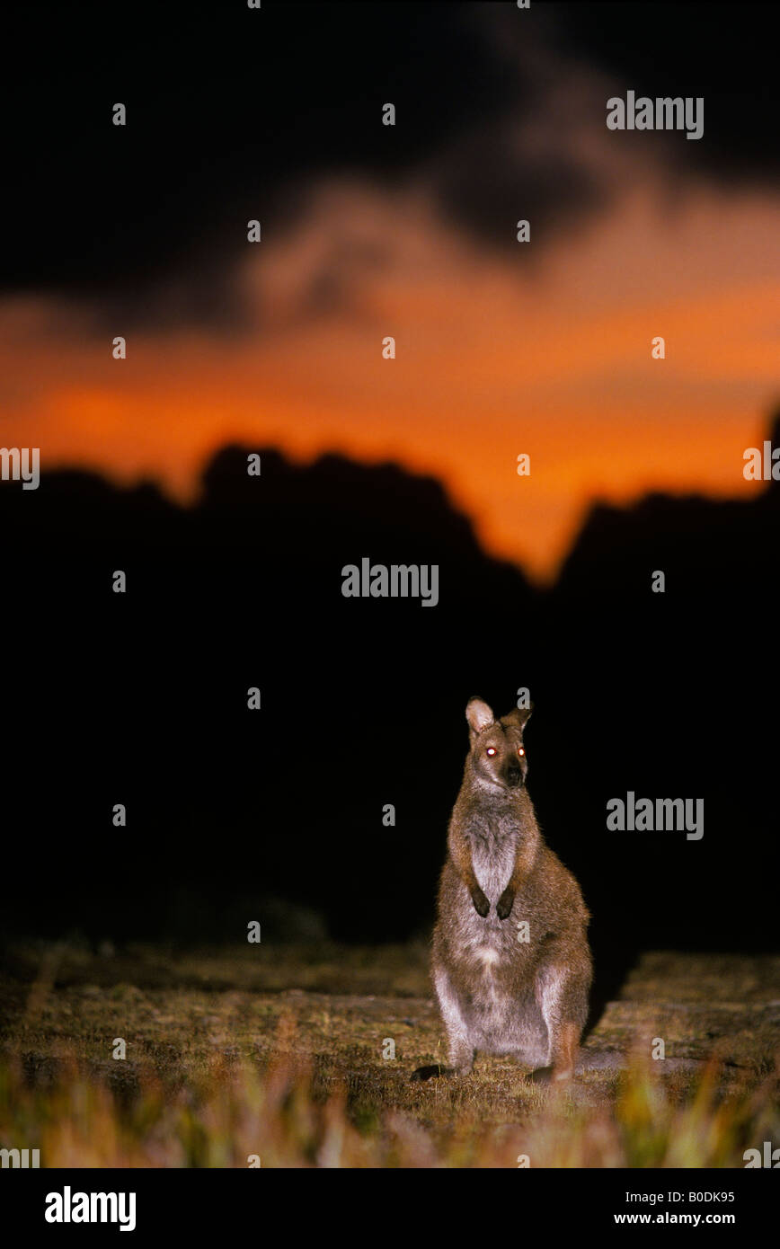 Bennett s Wallaby o collo rosso Wallaby Macropus rufogriseus rufogriseus al crepuscolo Mount William Parco nazionale Tasmania Australia Foto Stock