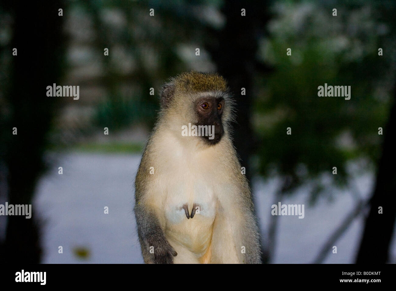 VERVET MONKEY CERCOPITHECUS AETHIOPS Foto Stock