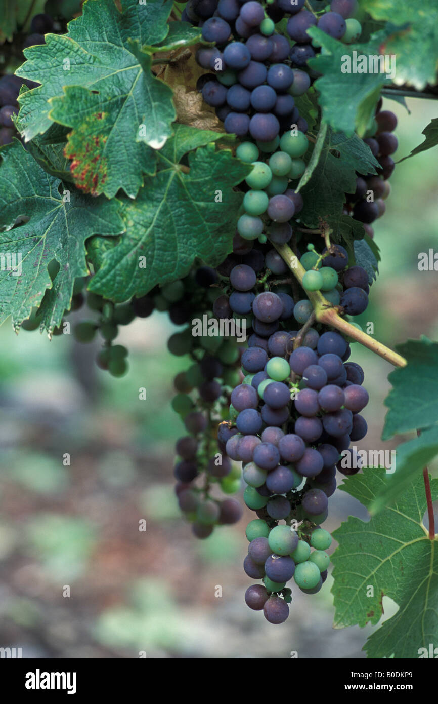 Il Cabernet Sauvignon uve maturano sui tralci. Foto Stock