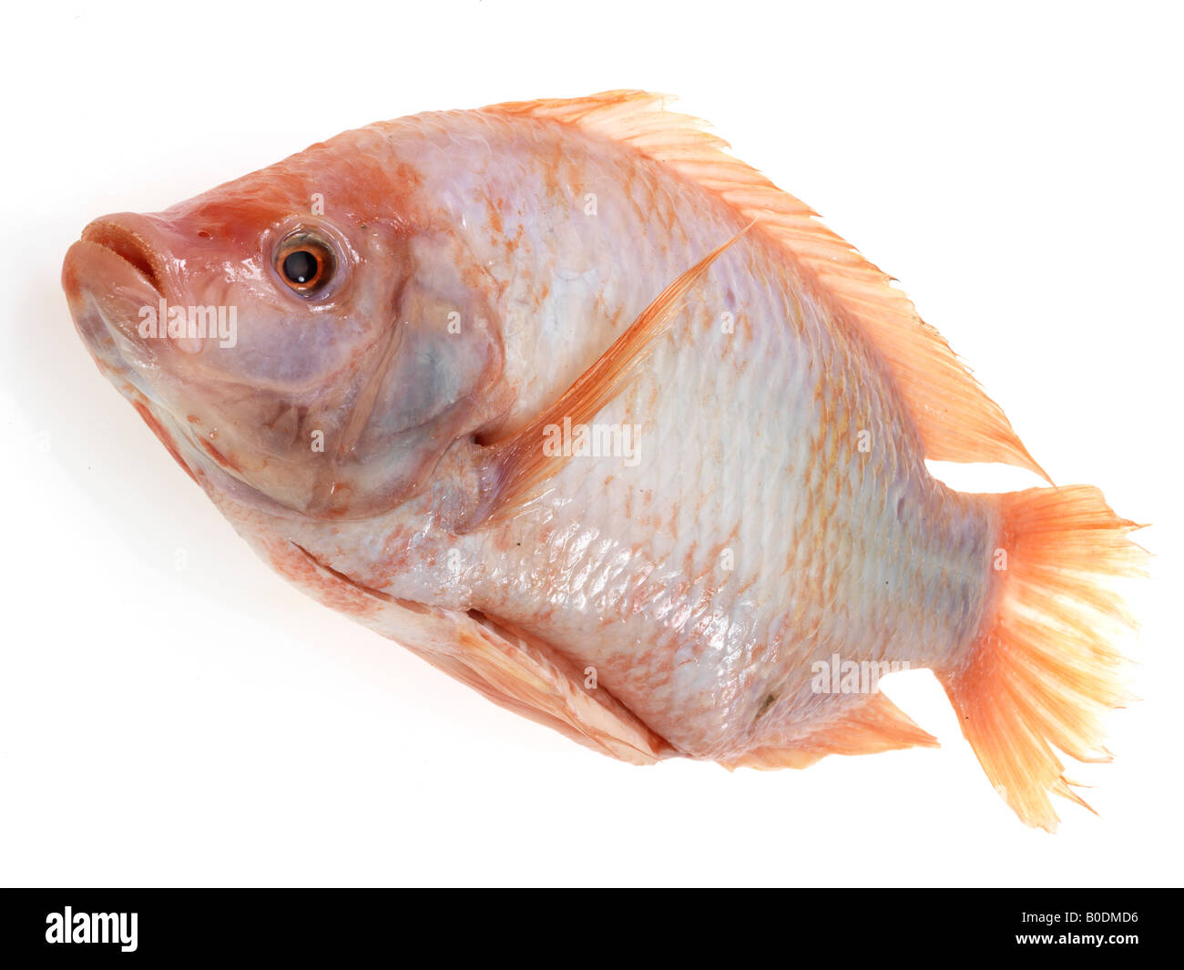 Pesci di tilapia Foto Stock