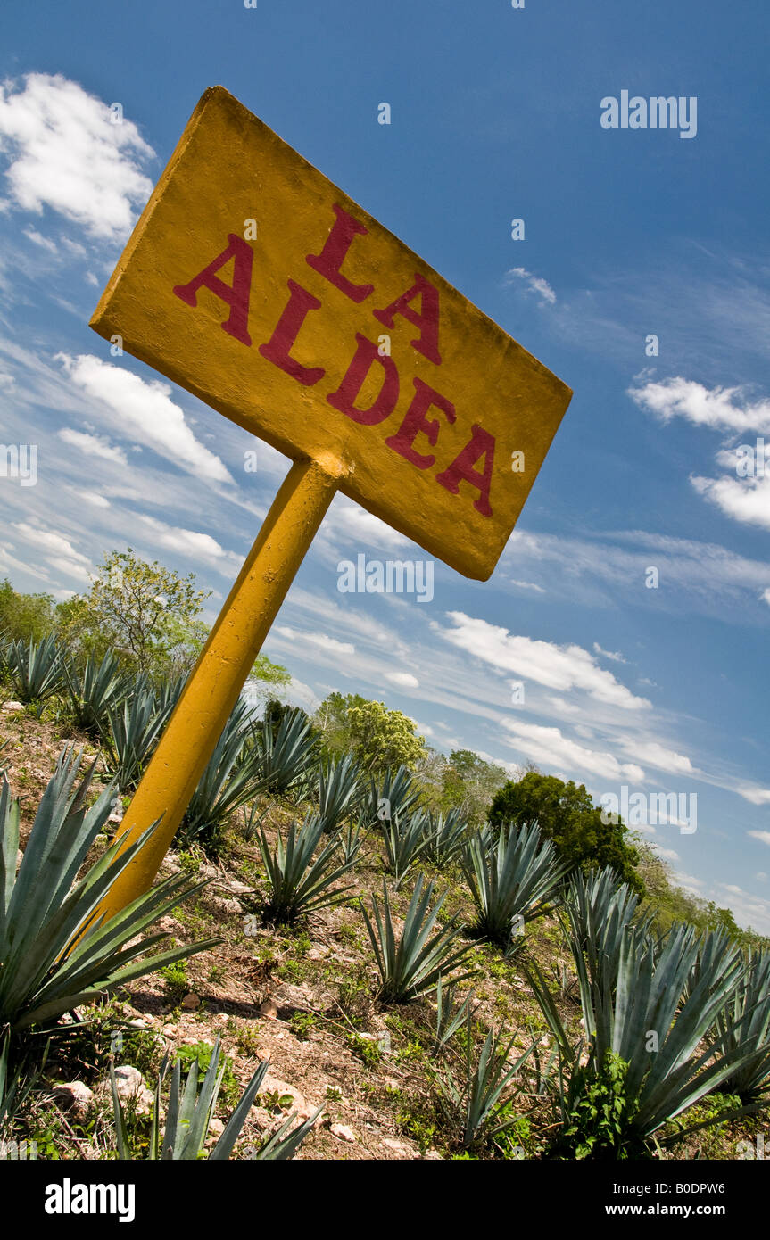 Campo di agave (maguey) cactus piante in Yucatan, Messico Foto Stock